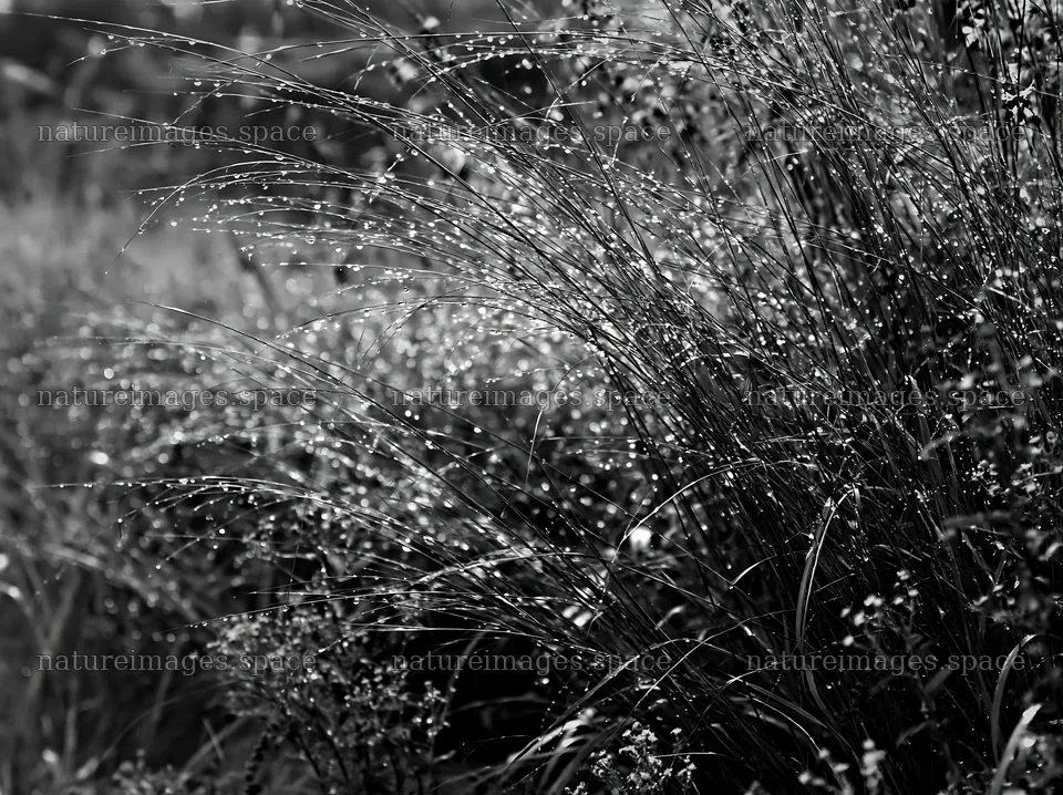 Kochi monsoon meadow with rain beaded grasses – nature images 9174x6866