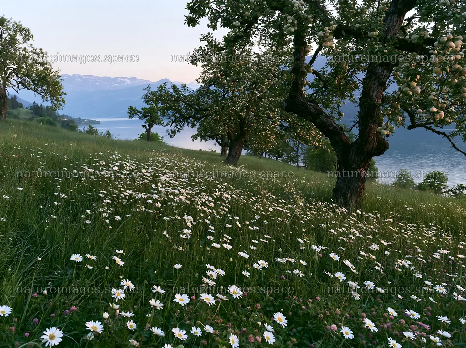 Lakeside orchard meadow with white flowers at sunset – nature images 9174x6866