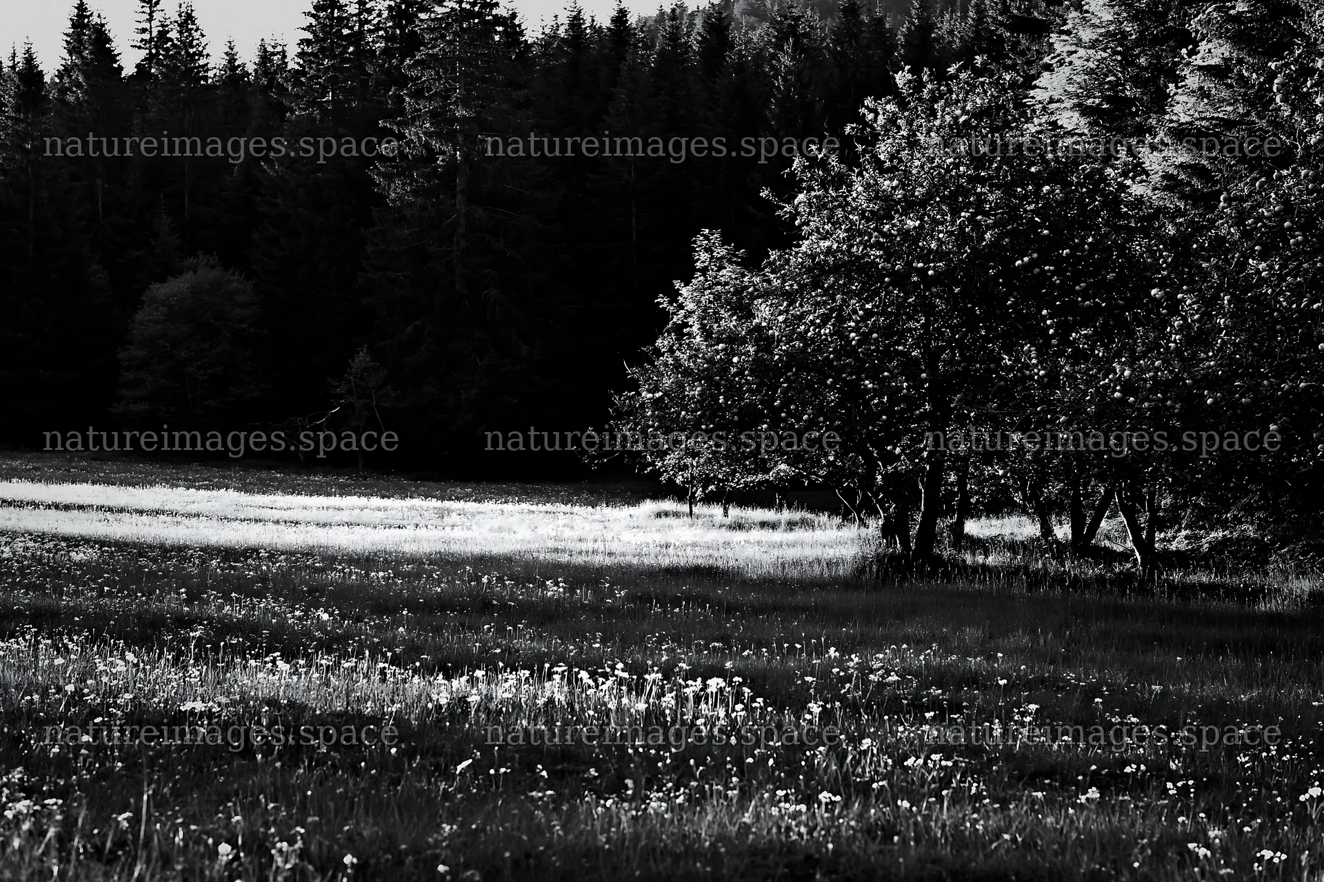 Sunset light over apple meadow with trees and grass – nature images 9722x6480