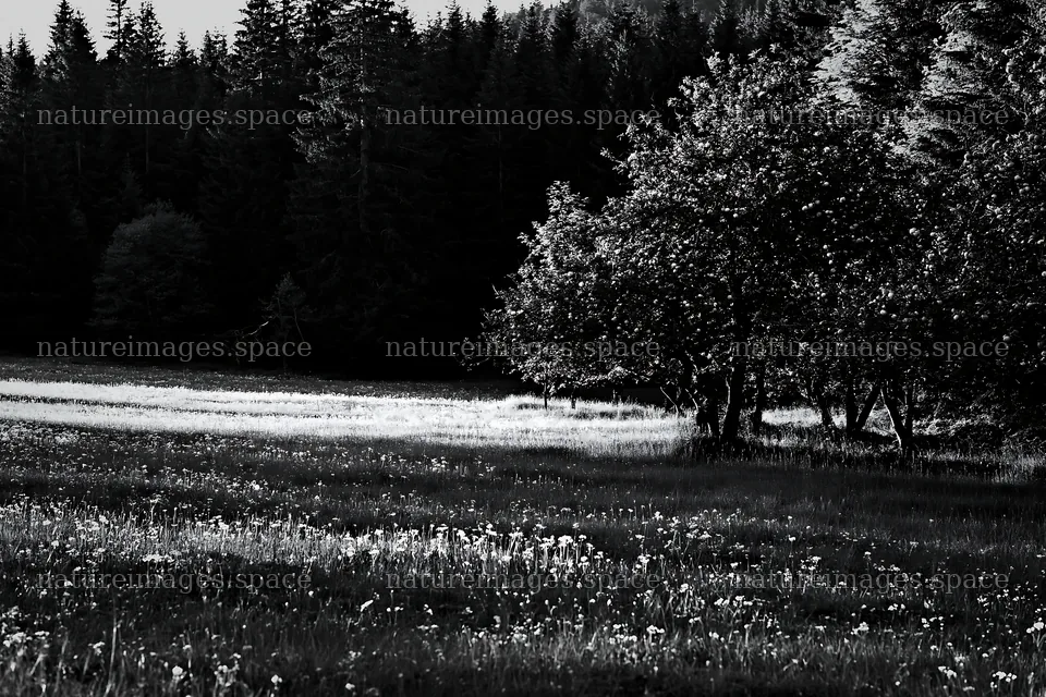 Sunset light over apple meadow with trees and grass – nature images 9722x6480