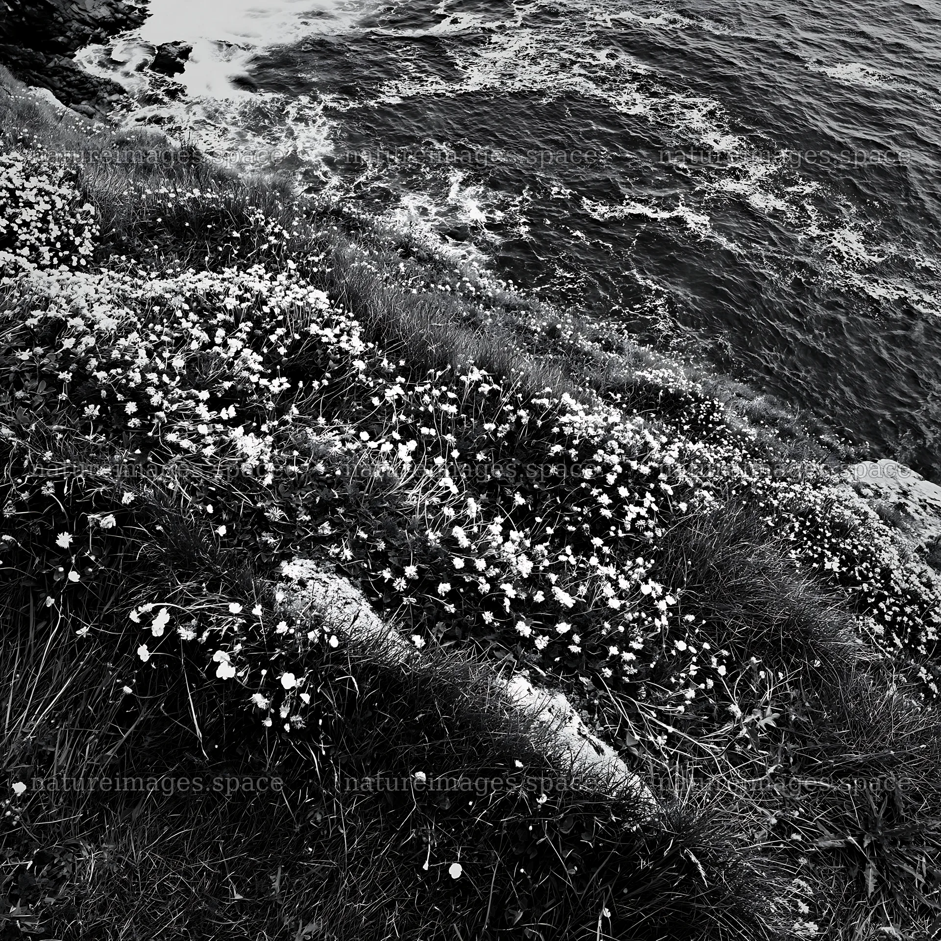 Clifftop meadow with wildflowers overlooking the ocean – nature images 7938x7938