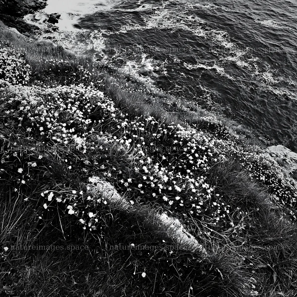 Clifftop meadow with wildflowers overlooking the ocean – nature images 7938x7938