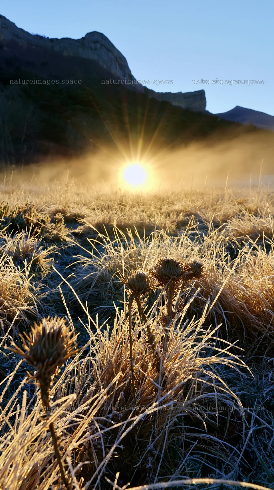 Frosty meadow at sunrise with sunlight and plants – nature images 5938x10608