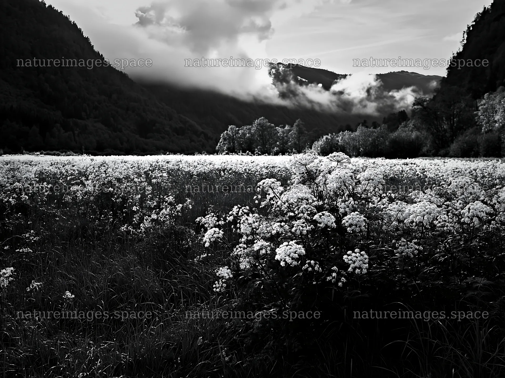 Cow parsley meadow in black and white with mountains in background – nature images 9174x6866