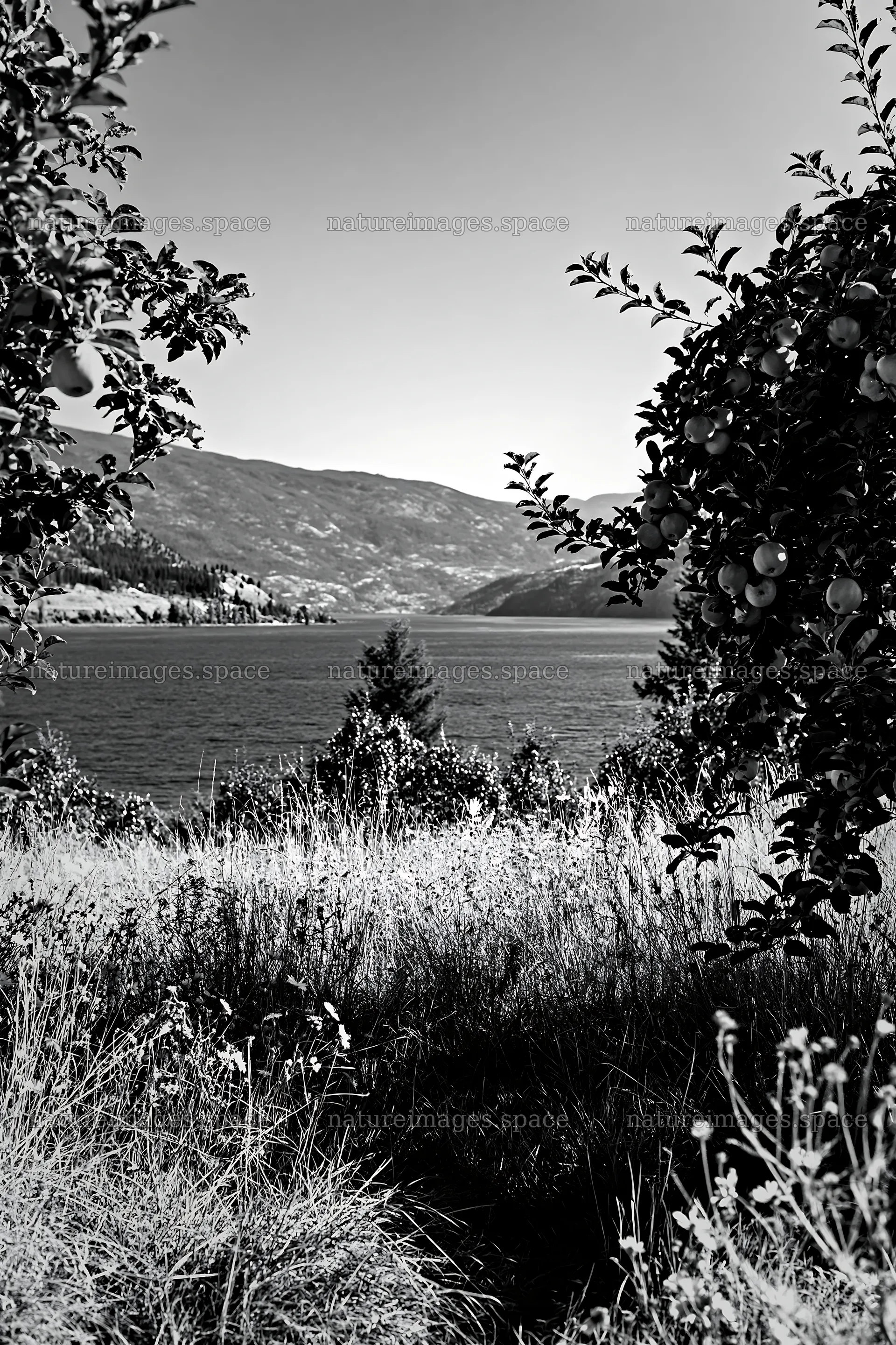Lakeshore view of apple meadow with distant mountains – nature images 6480x9722