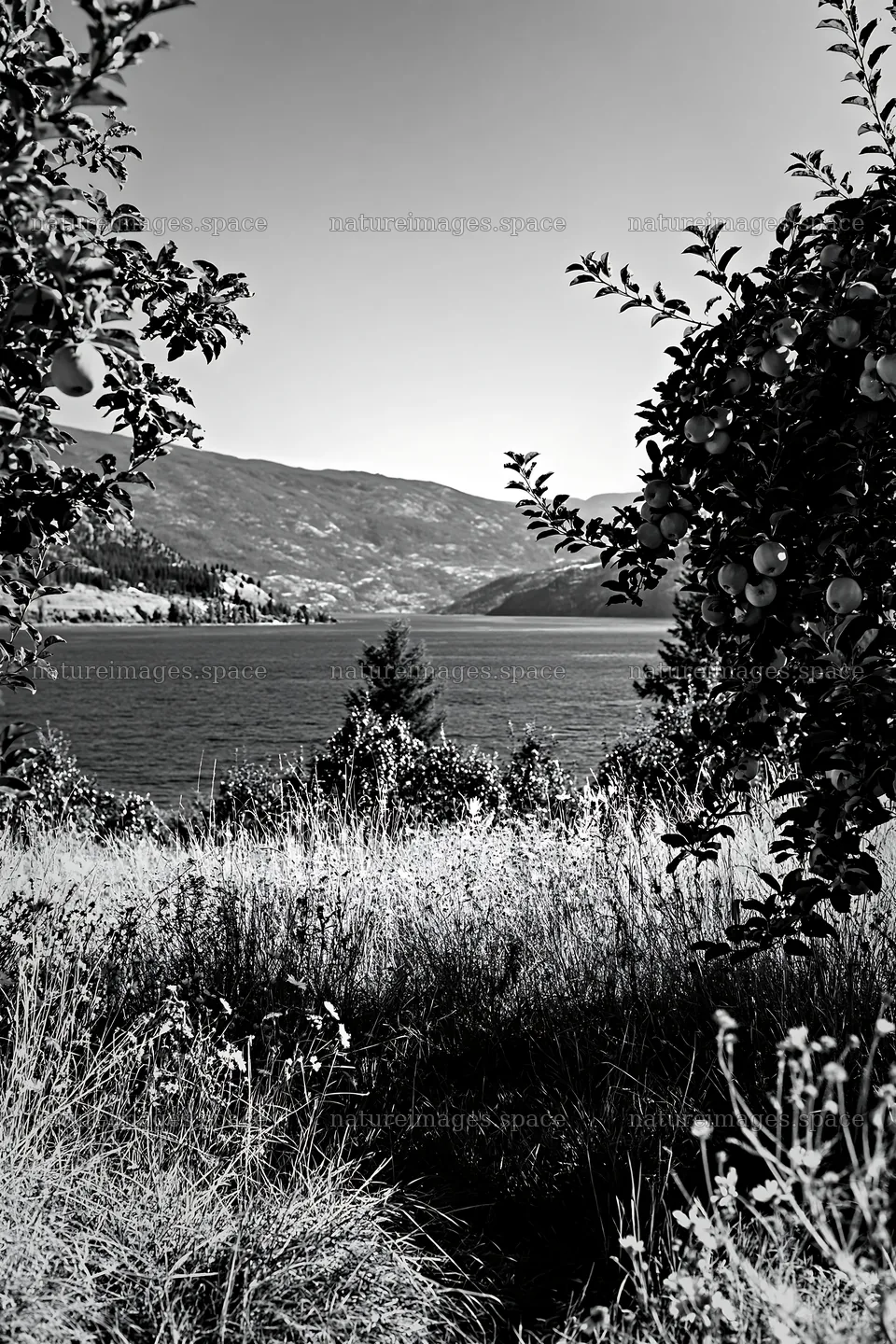 Lakeshore view of apple meadow with distant mountains – nature images 6480x9722