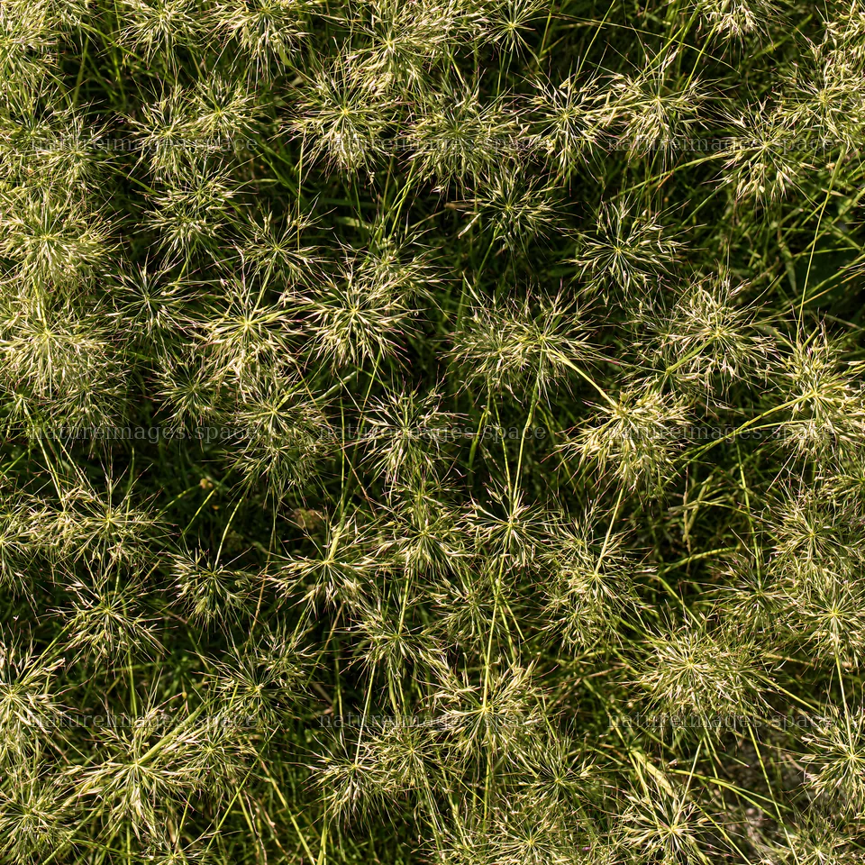 Meadow grass seedheads in natural sunlight – nature images 7938x7938