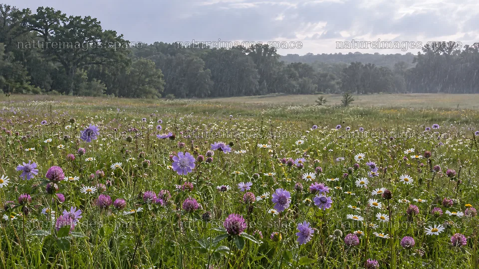 Wildflower Meadow at the Edge of a Forest – nature images 10324x5812