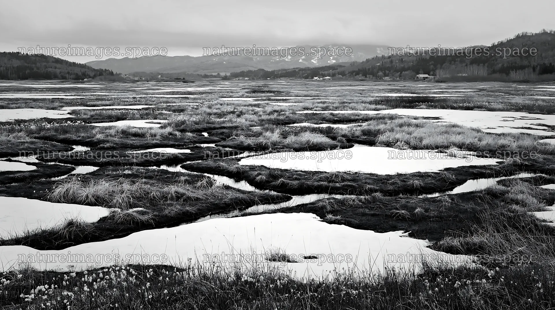 Akita snowmelt meadow with silver grasses shows patches of snow – nature images 10608x5938