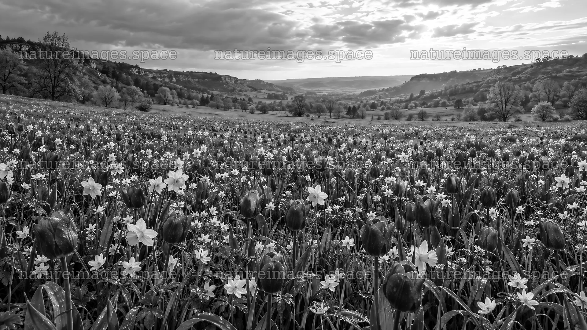 Delicate Spring Bulbs Across a Valley Meadow – nature images 10324x5812
