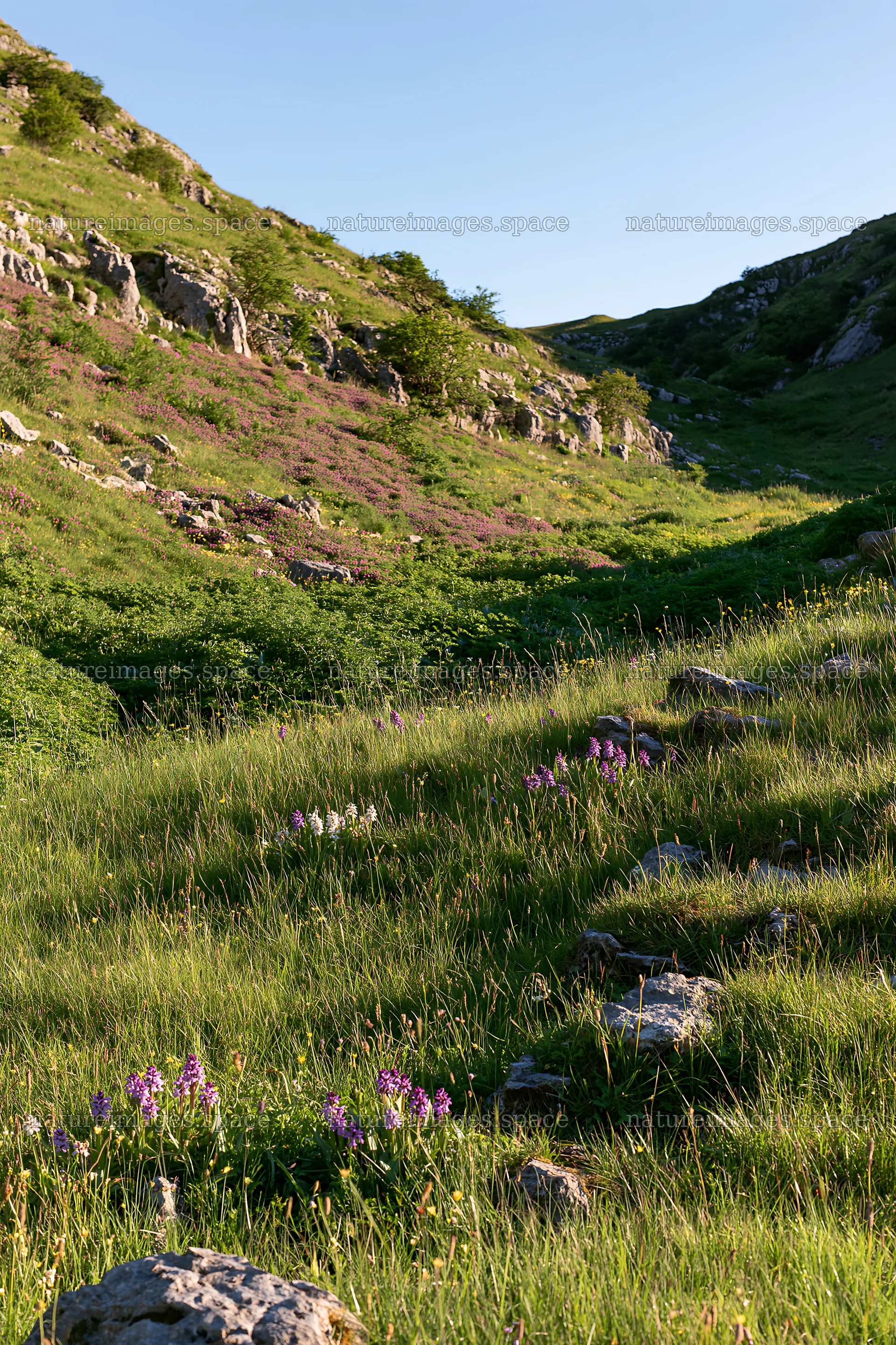 Biodiverse meadow with flowers and rocky slope – nature images 6480x9722