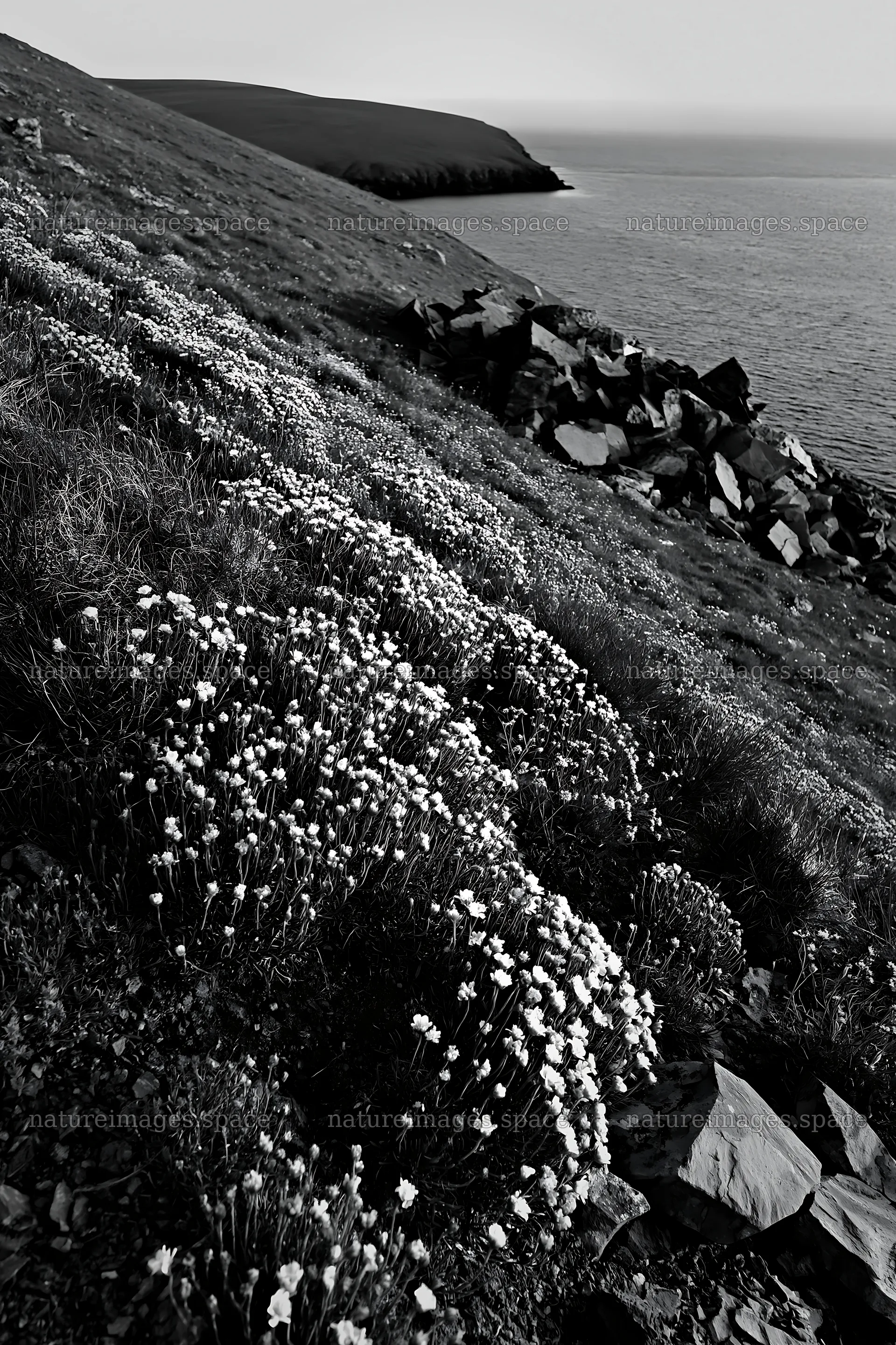 Flowers on coastal slope at dawn in black and white – nature images 6480x9722