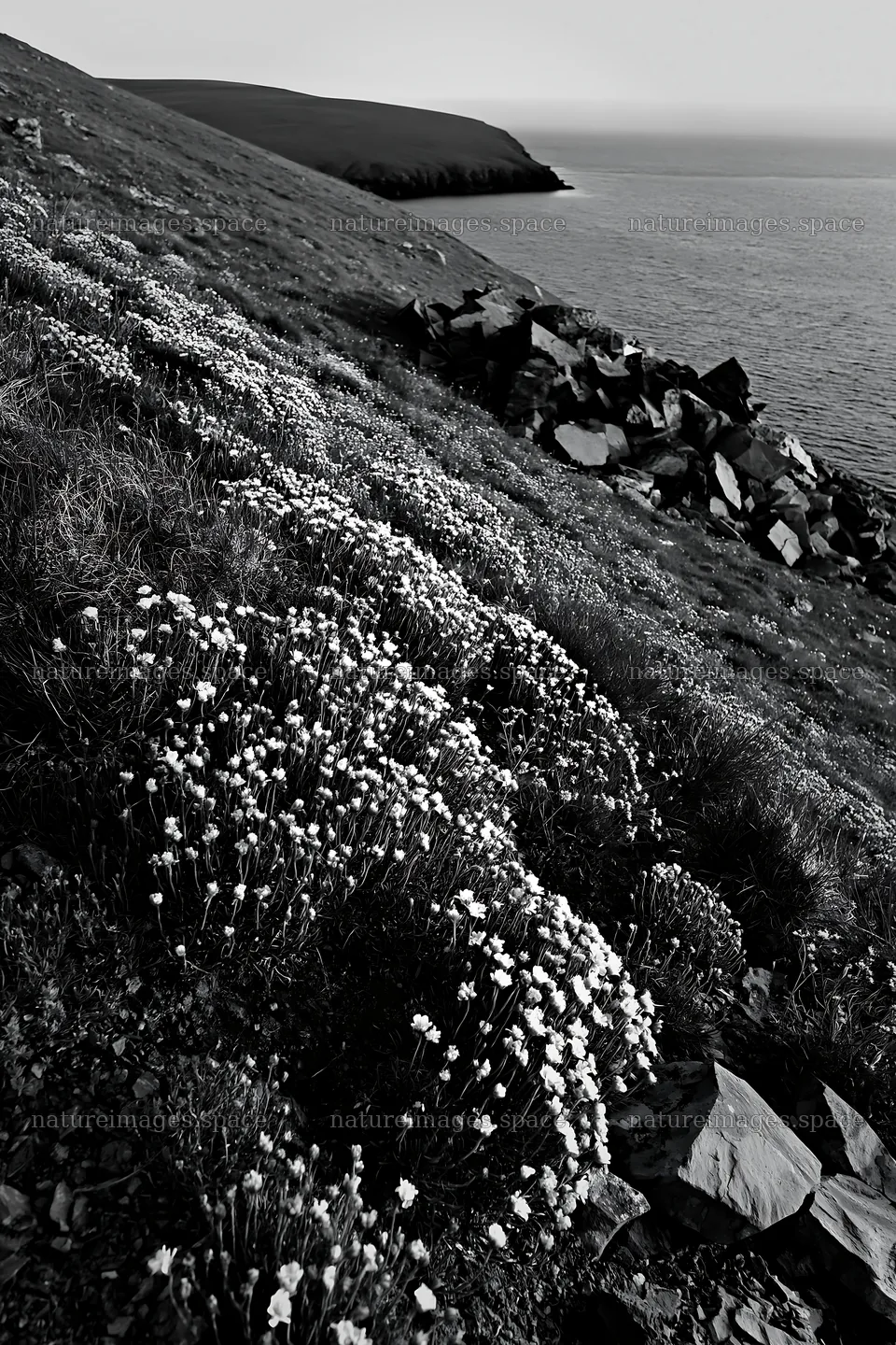 Flowers on coastal slope at dawn in black and white – nature images 6480x9722