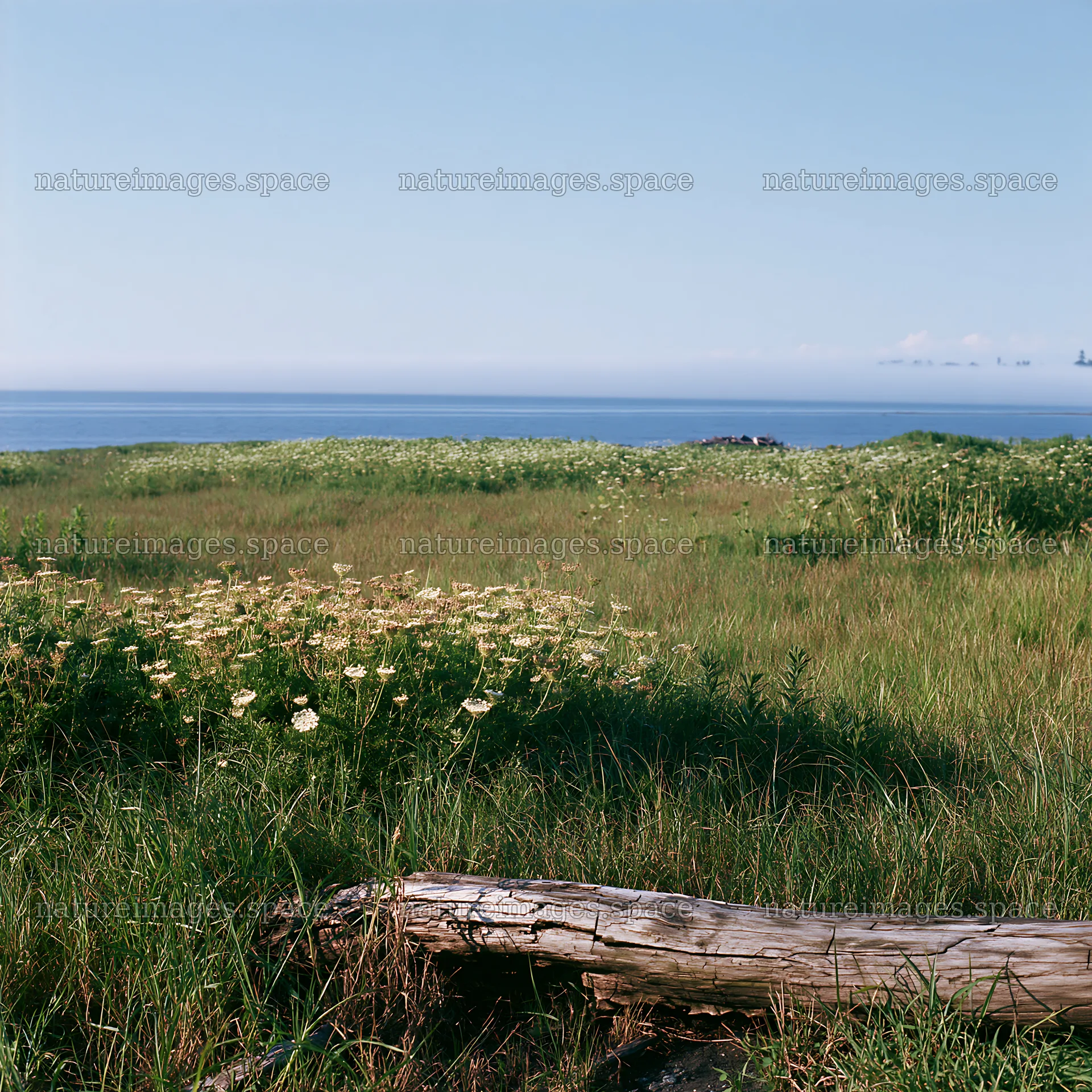 Chiba coastal climate meadow driftwood foreground – nature images 7938x7938