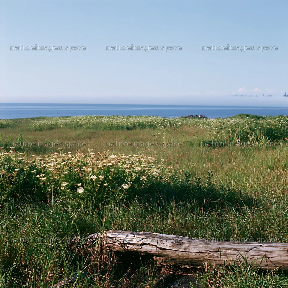 Chiba coastal climate meadow driftwood foreground – nature images 7938x7938
