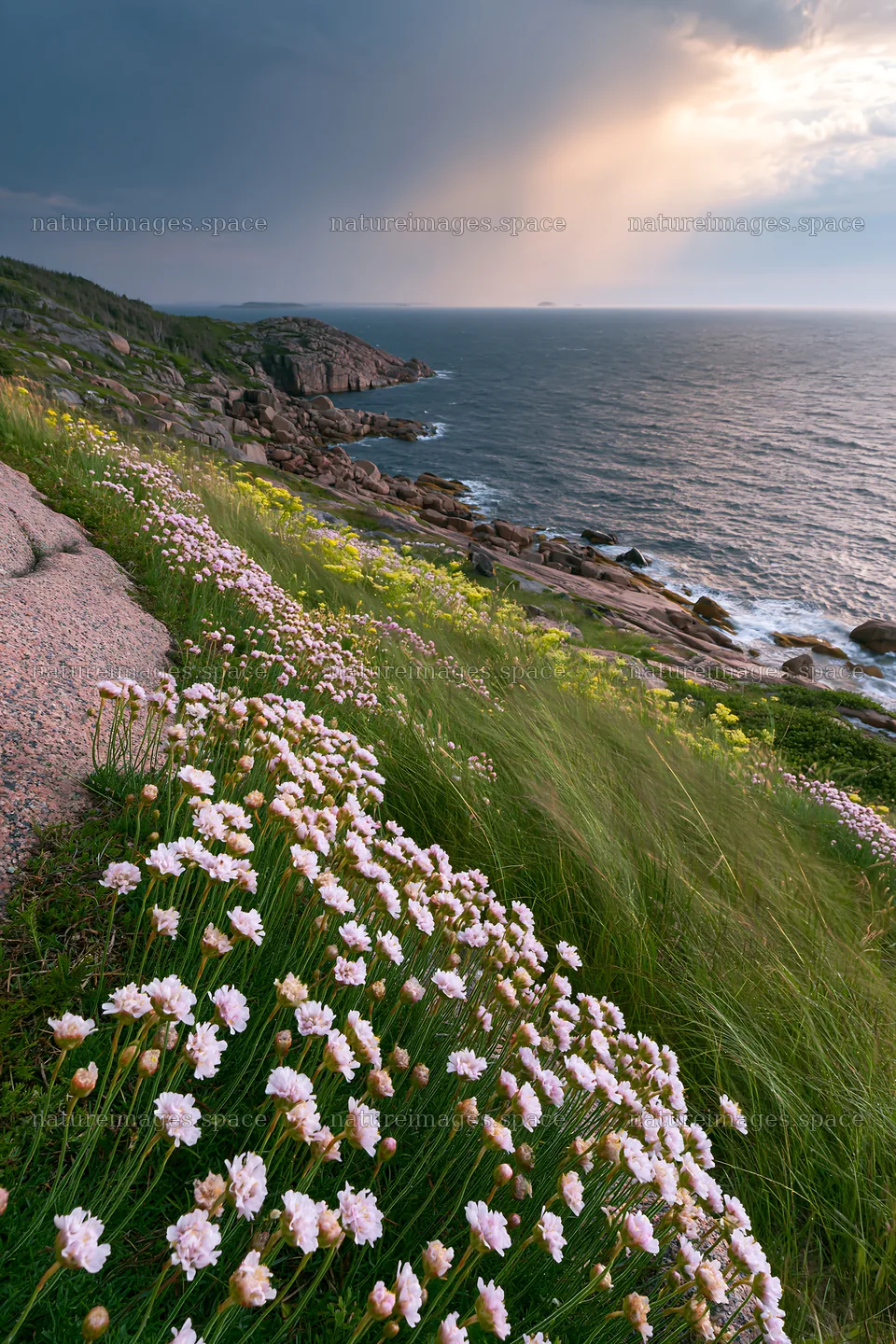 Coastal cliff meadow with flowers and ocean view – nature images 6480x9722