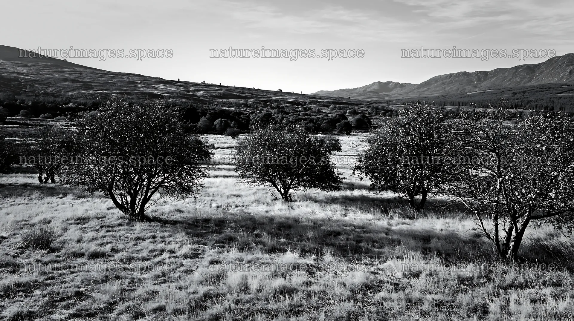 Highland apple meadow with trees and open field – nature images 10608x5938