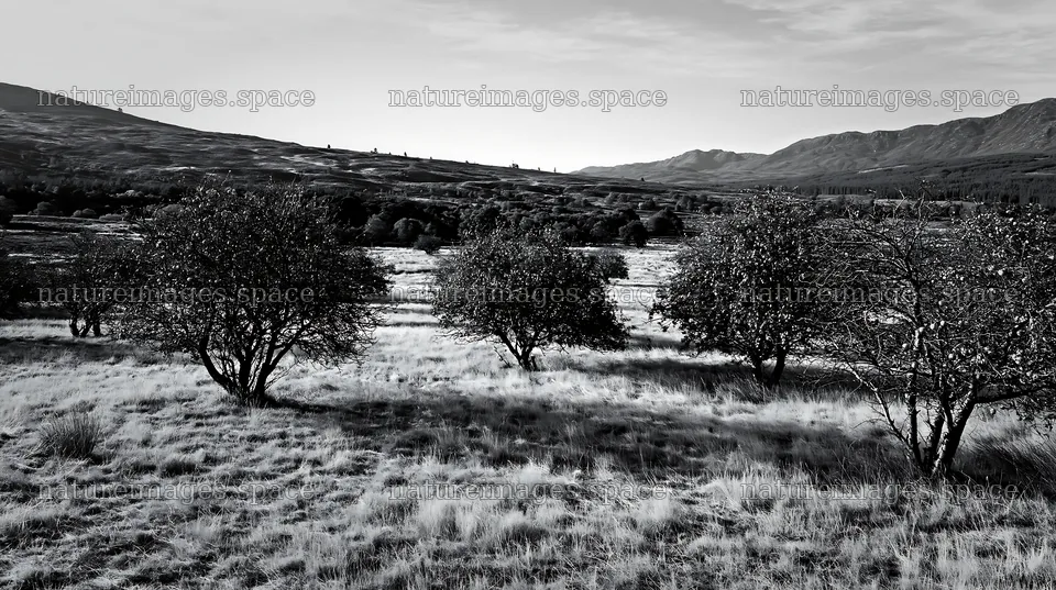 Highland apple meadow with trees and open field – nature images 10608x5938