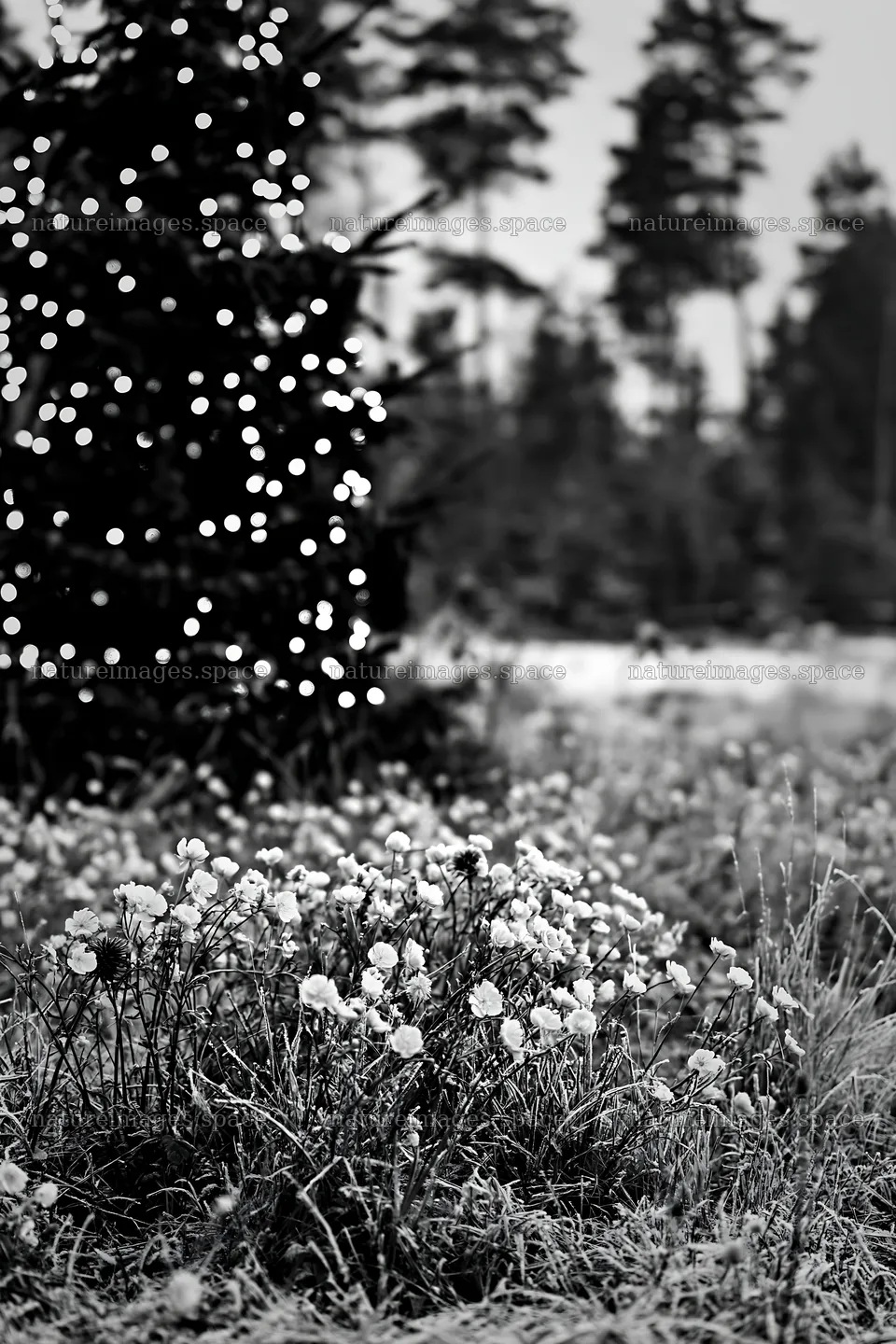 Decorated Christmas tree in snowy meadow with flowers – nature images 6480x9722