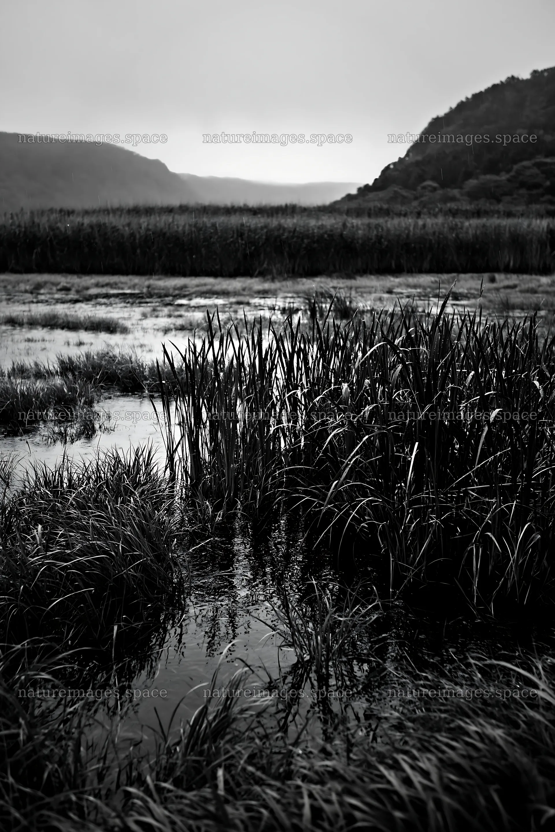 Shiga wetland meadow climate adaptation reeds in a natural setting – nature images 6480x9722