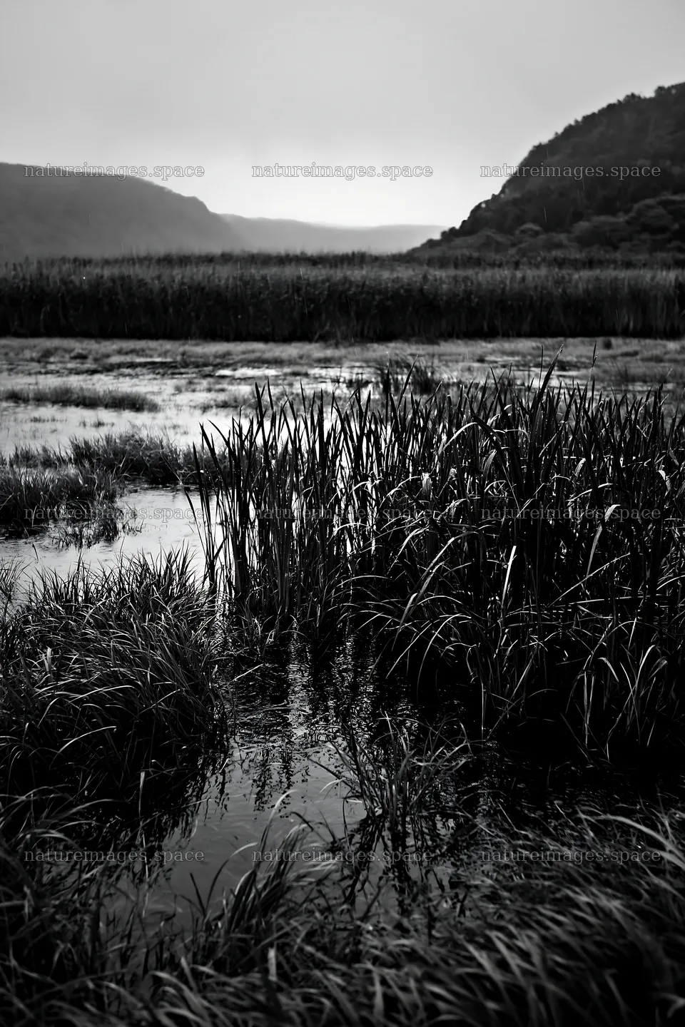 Shiga wetland meadow climate adaptation reeds in a natural setting – nature images 6480x9722