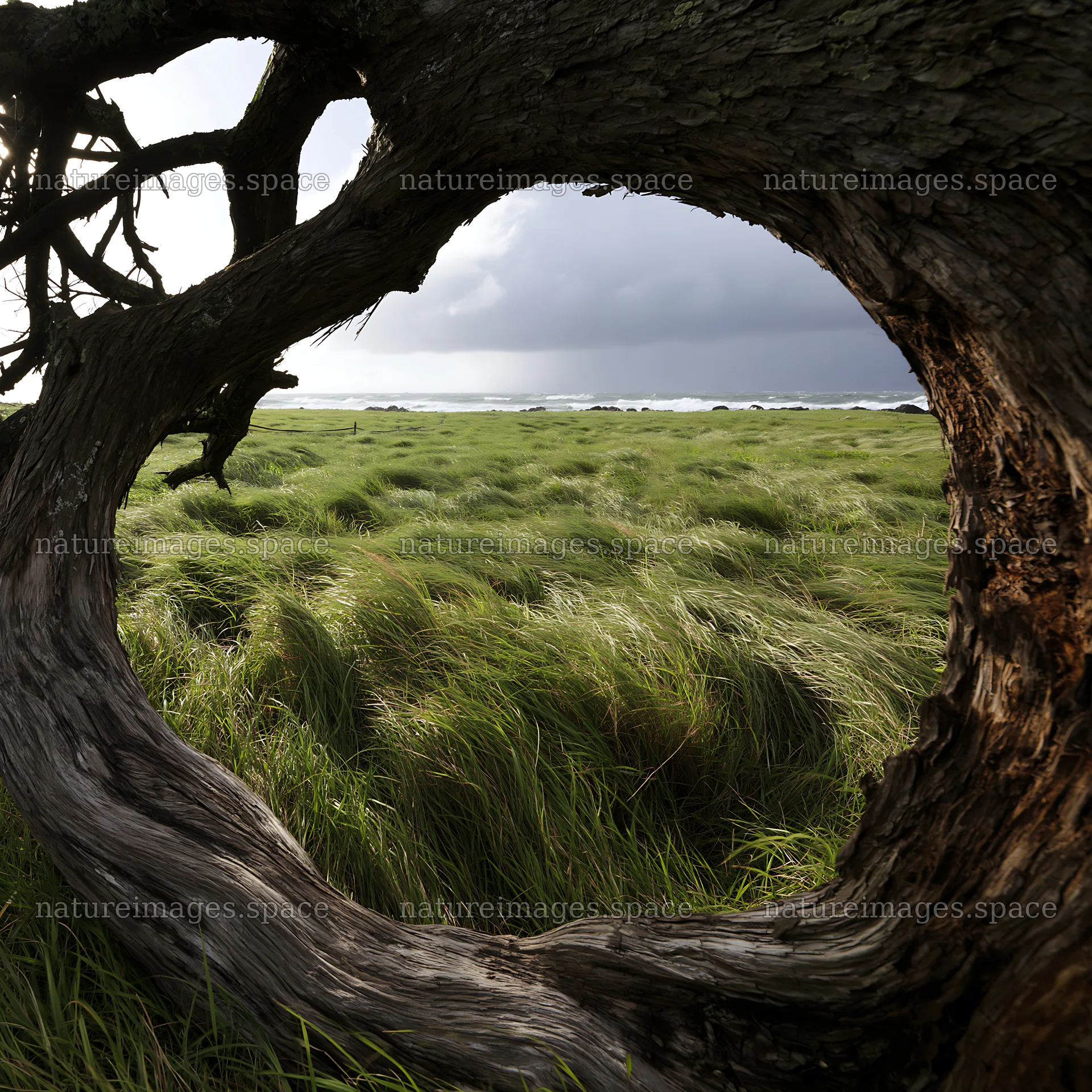 Ishikawa coastal meadow storm washed driftwood framed by grass – nature images 7938x7938