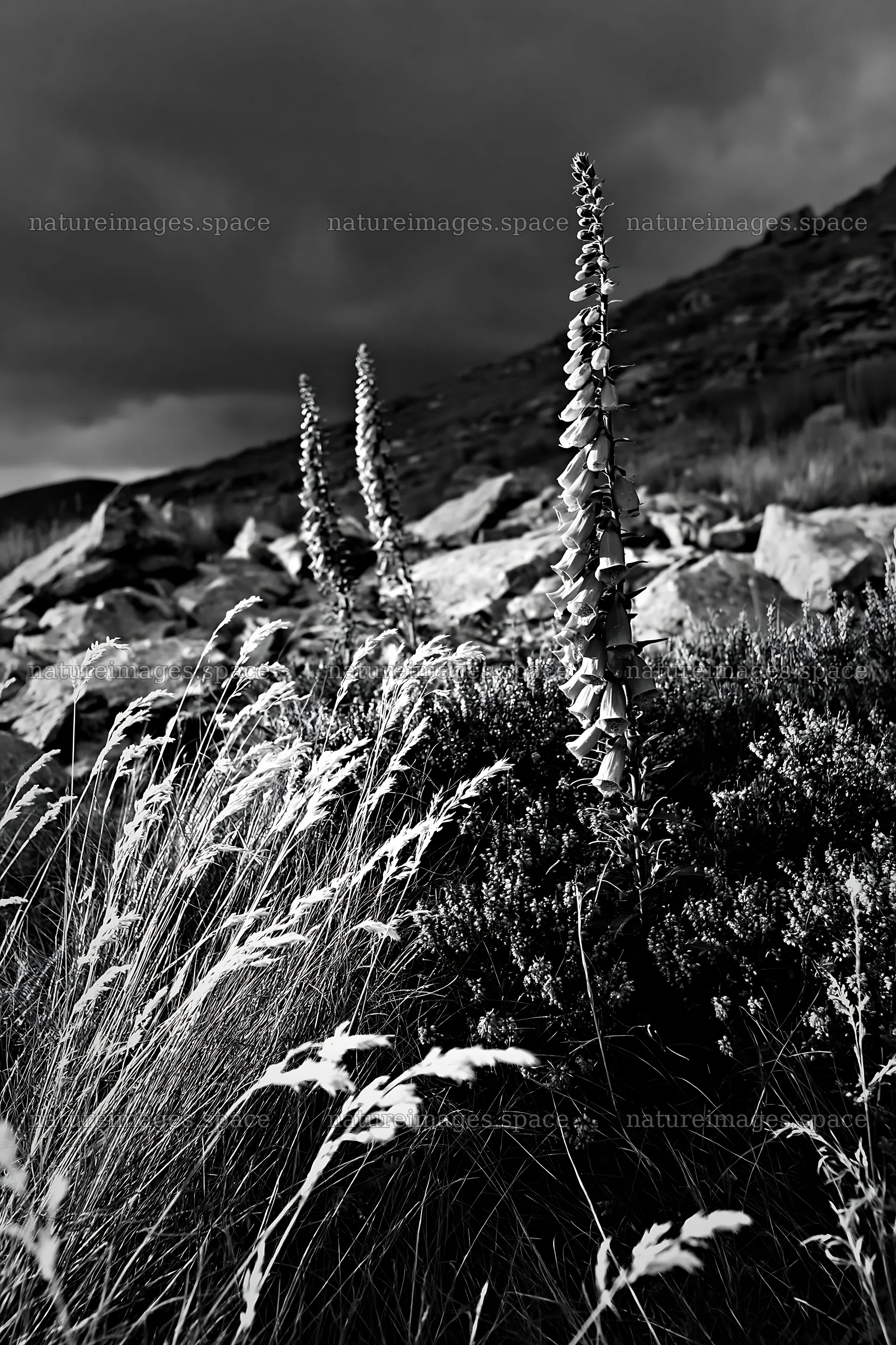 Meadow with boulders and wildflowers under a cloudy sky – nature images 6480x9722