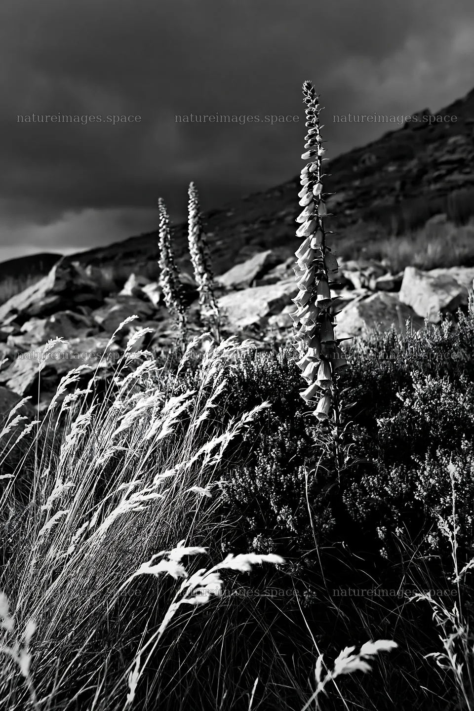 Meadow with boulders and wildflowers under a cloudy sky – nature images 6480x9722