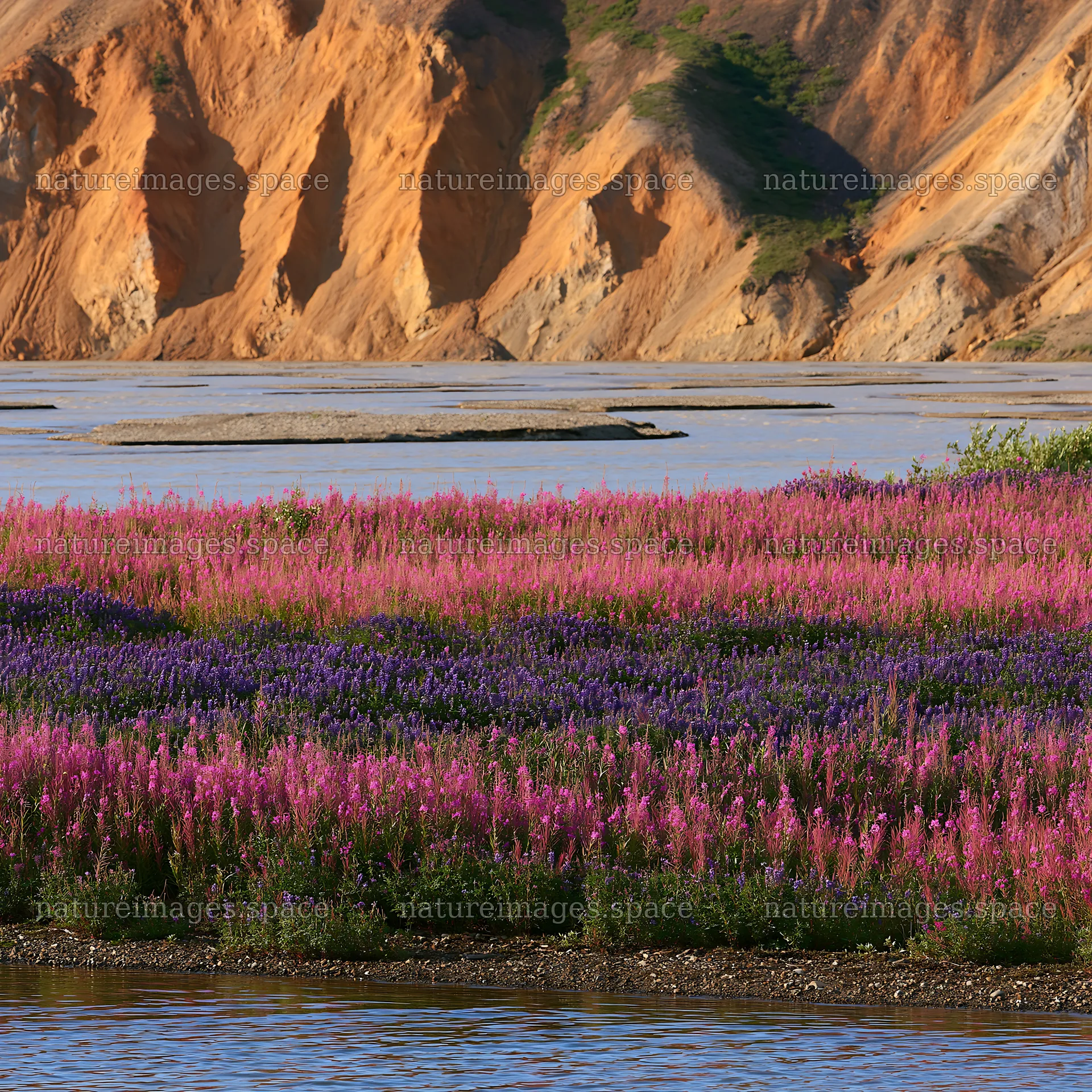 Fireweed and lupine flowers in a meadow by the river – nature images 7938x7938