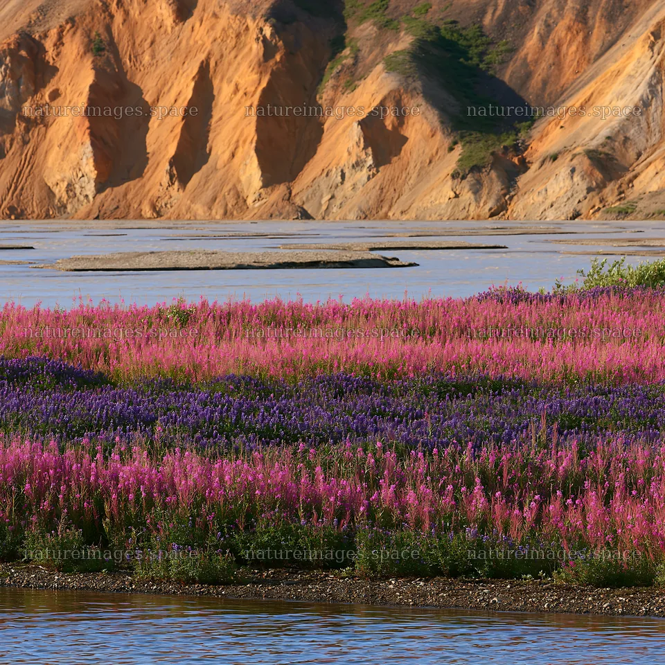 Fireweed and lupine flowers in a meadow by the river – nature images 7938x7938