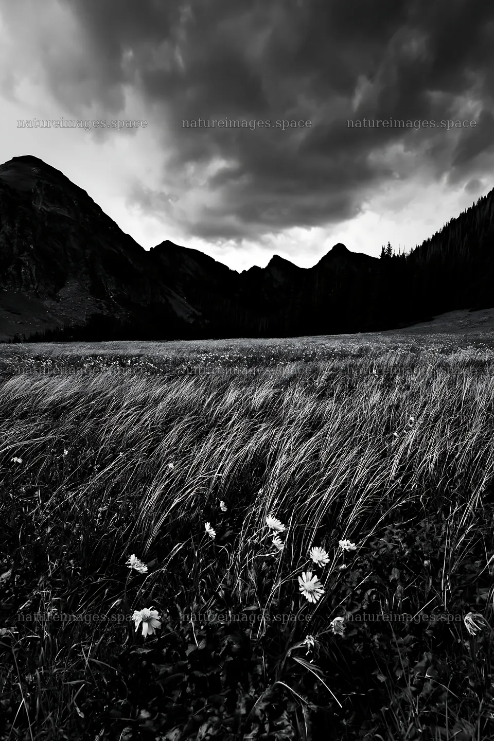 Mountain pass meadow with flowers and dark clouds – nature images 6480x9722