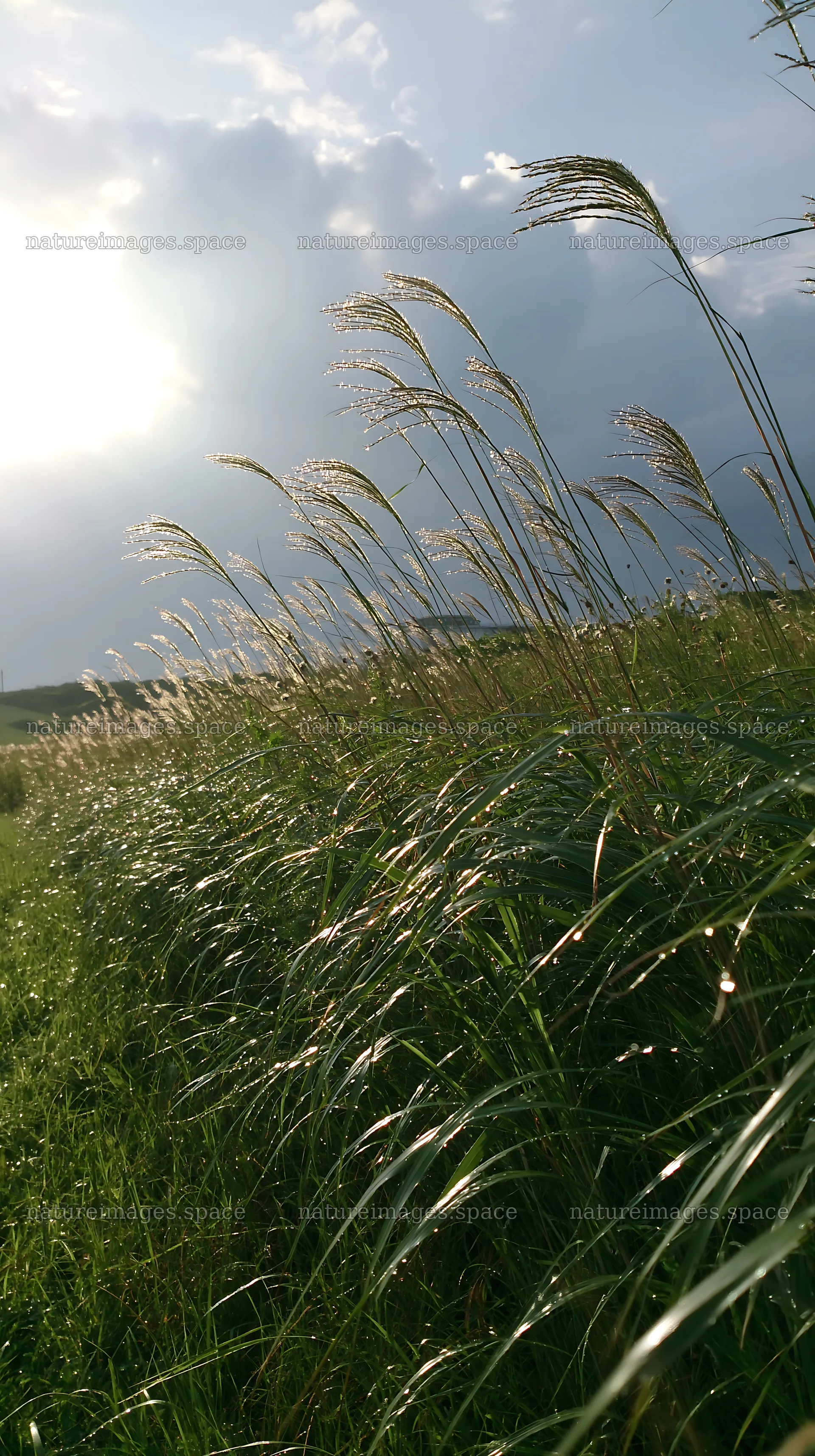 Expansive Hokkaido restoration meadow with dewdrops – nature images 5938x10608