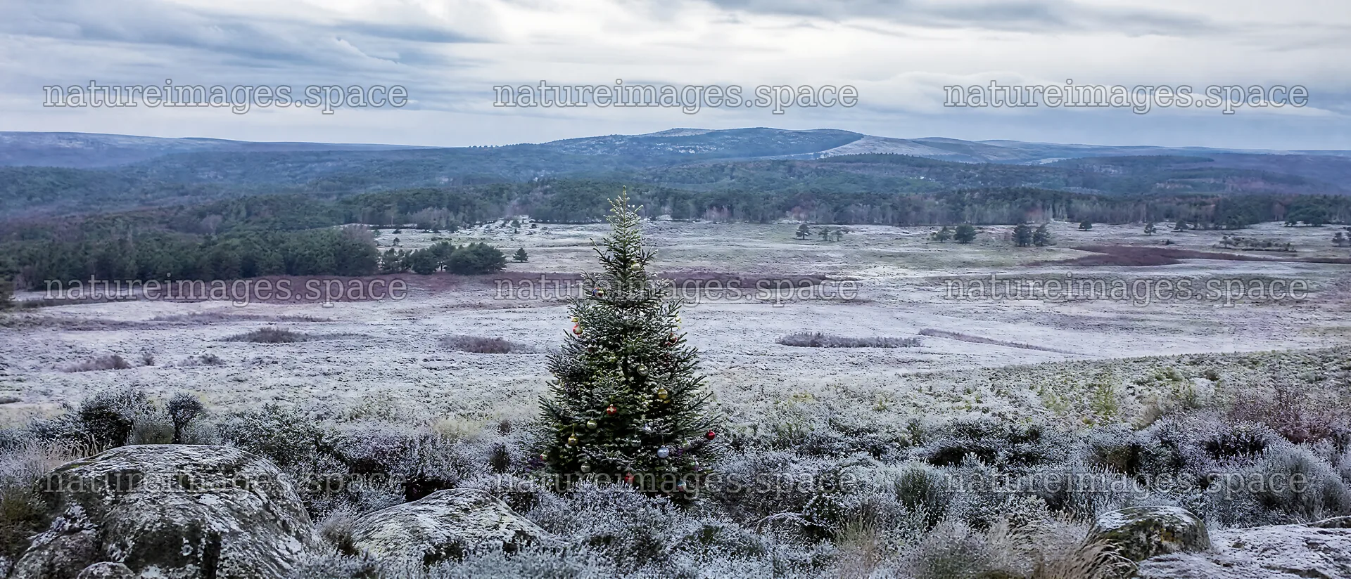 Vibrant Christmas tree in a winter meadow landscape – nature images 12116x5200
