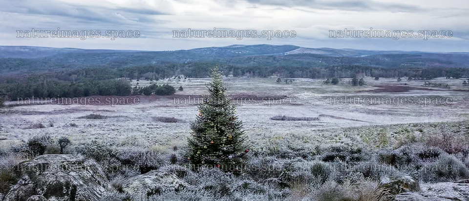 Vibrant Christmas tree in a winter meadow landscape – nature images 12116x5200