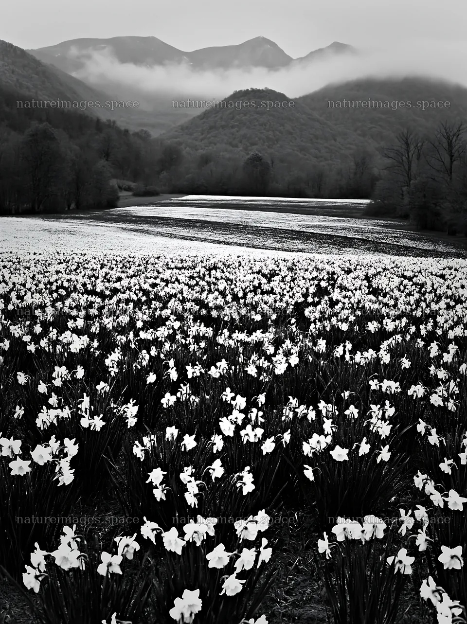French meadow with daffodils below Pyrenees mountains – nature images 6866x9174