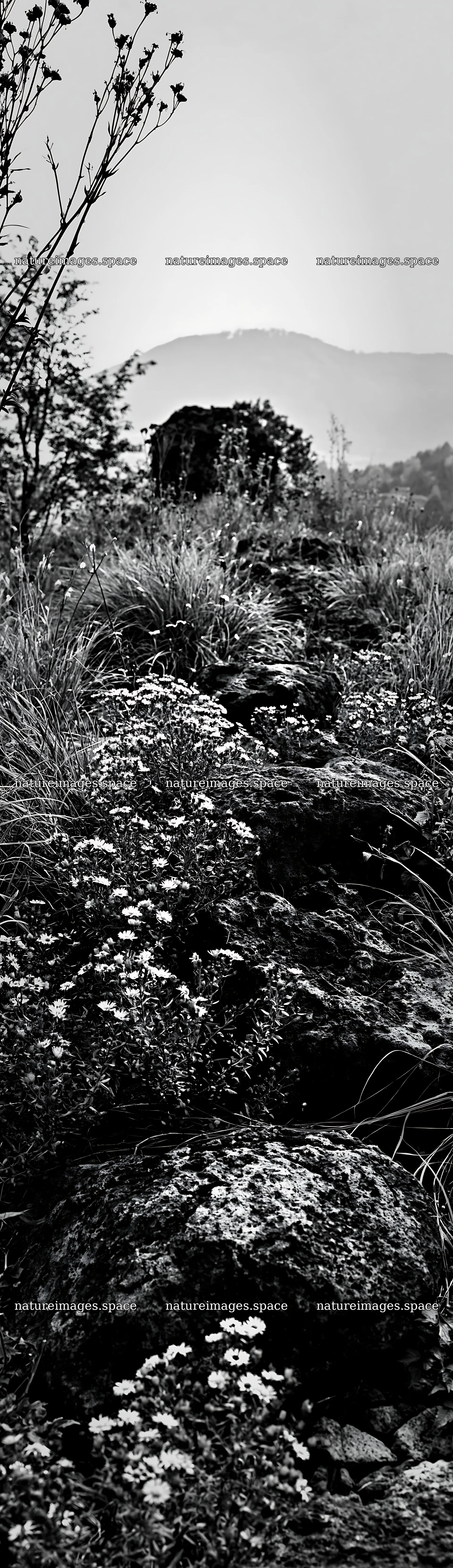 Yamanashi regenerative meadow with basalt stones and flowers – nature images 4268x14762