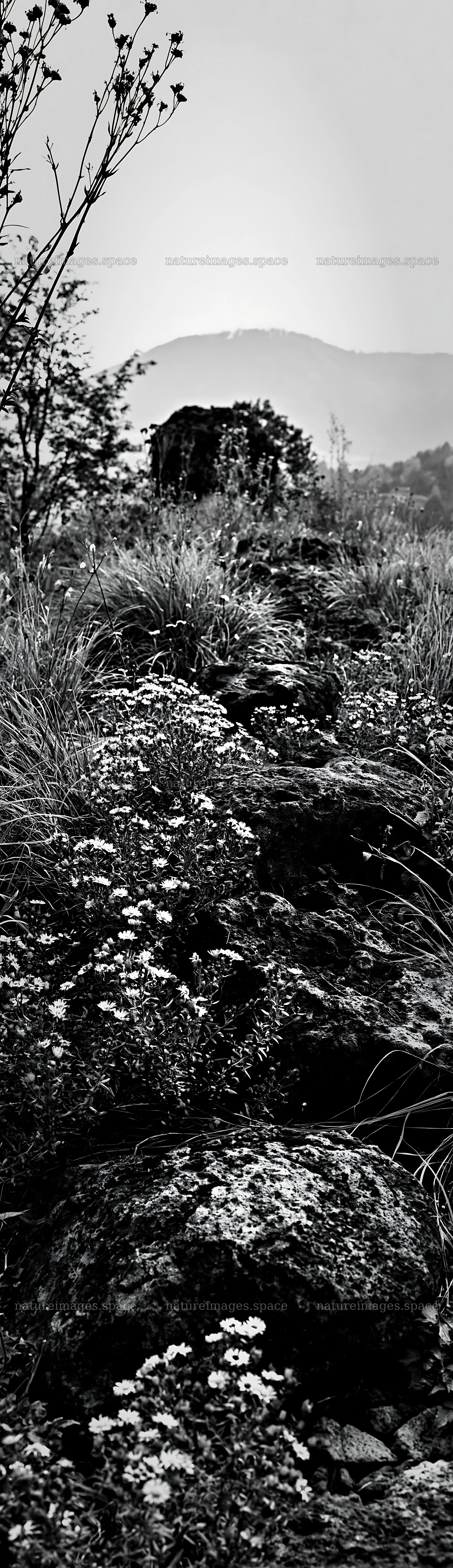 Yamanashi regenerative meadow with basalt stones and flowers – nature images 4268x14762