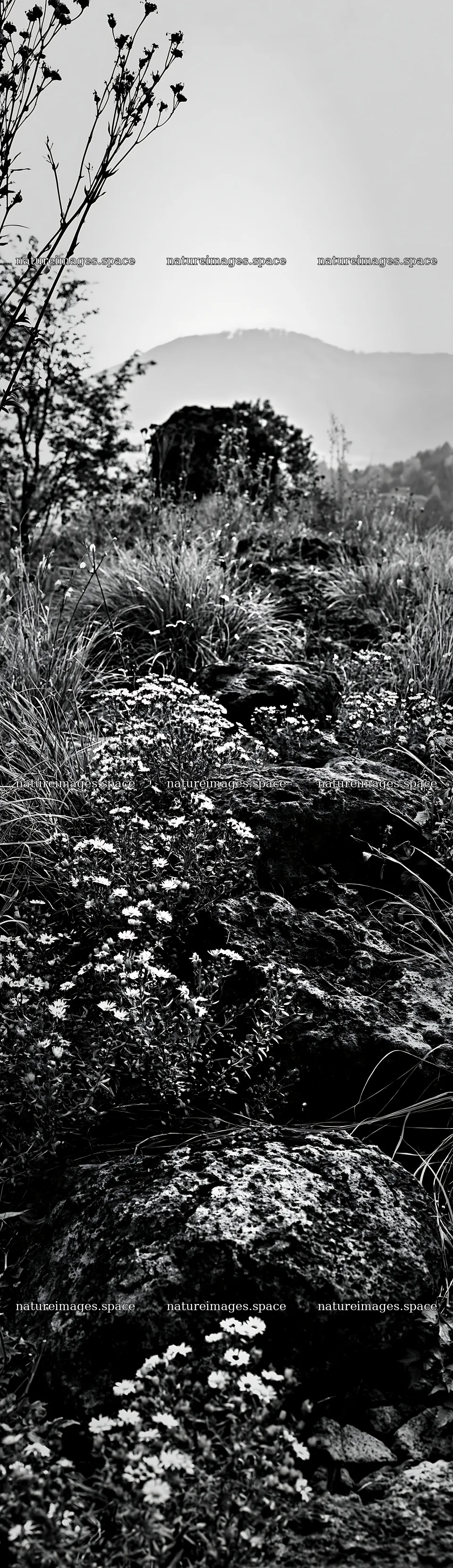 Yamanashi regenerative meadow with basalt stones and flowers – nature images 4268x14762