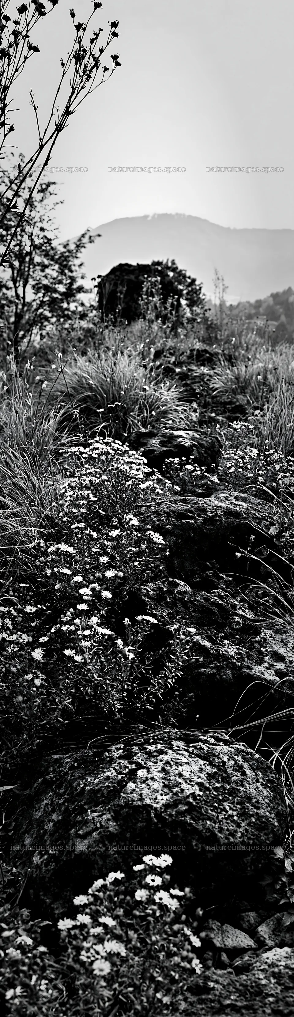 Yamanashi regenerative meadow with basalt stones and flowers – nature images 4268x14762