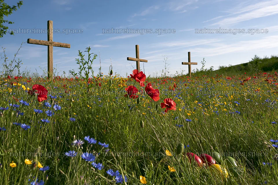 Crosses placed in a meadow with wildflowers under blue sky – nature images 9722x6480