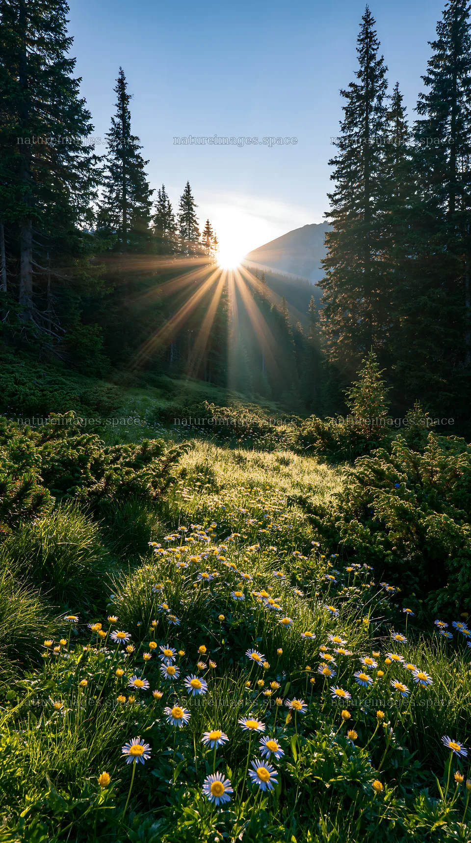 Bucegi Mountains meadow light rays at sunrise – nature images 5938x10608