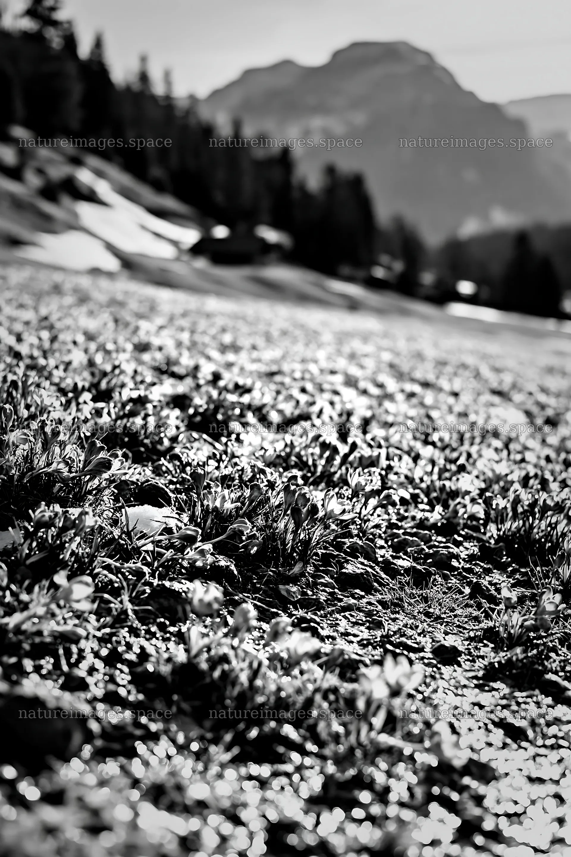 Meadow with crocuses in black and white setting – nature images 6480x9722