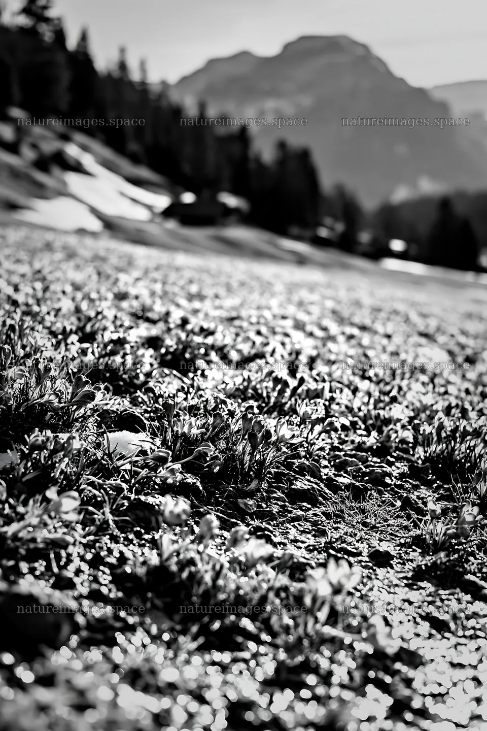 Meadow with crocuses in black and white setting – nature images 6480x9722