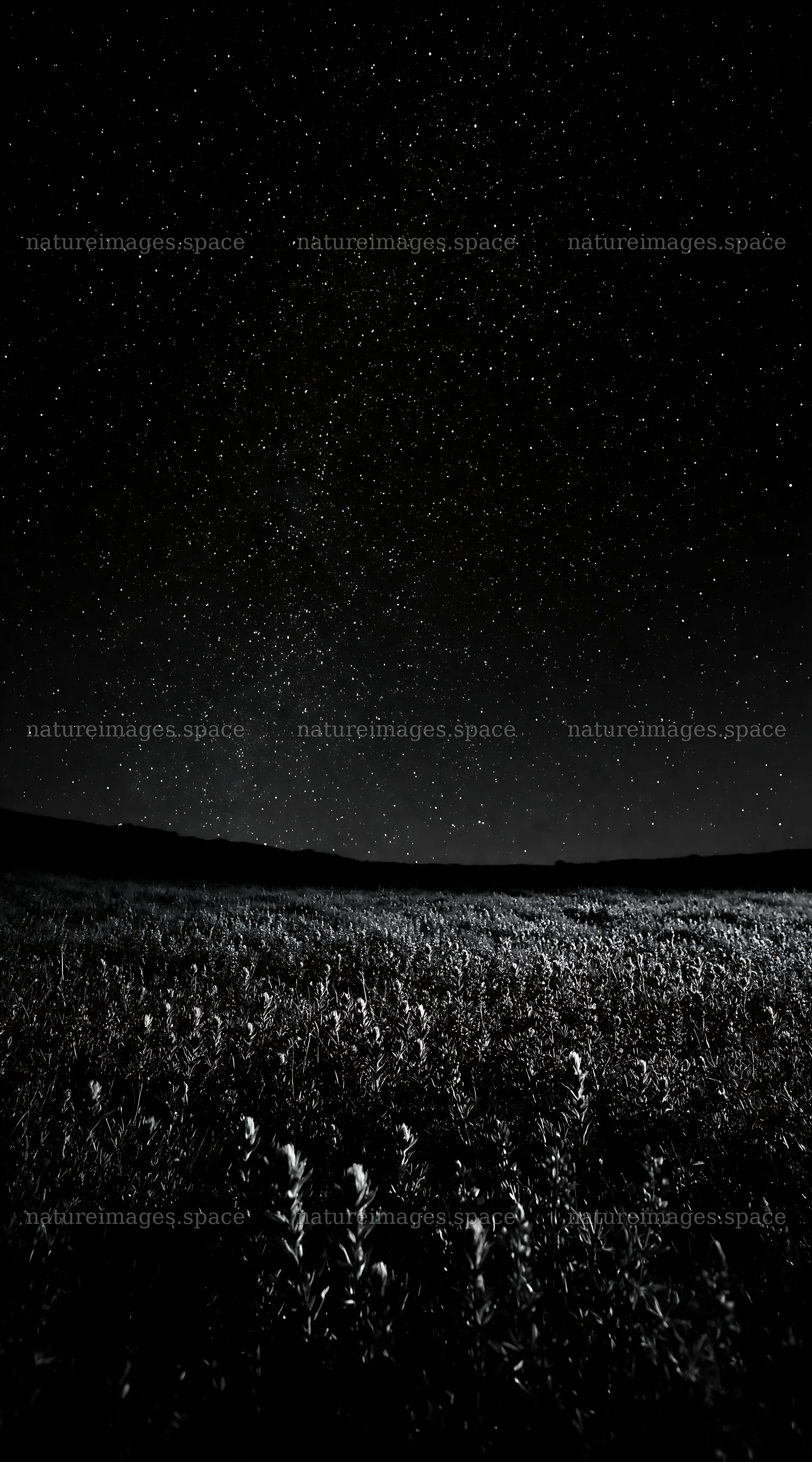 Paintbrush lupine meadow under the night sky – nature images 5916x10648