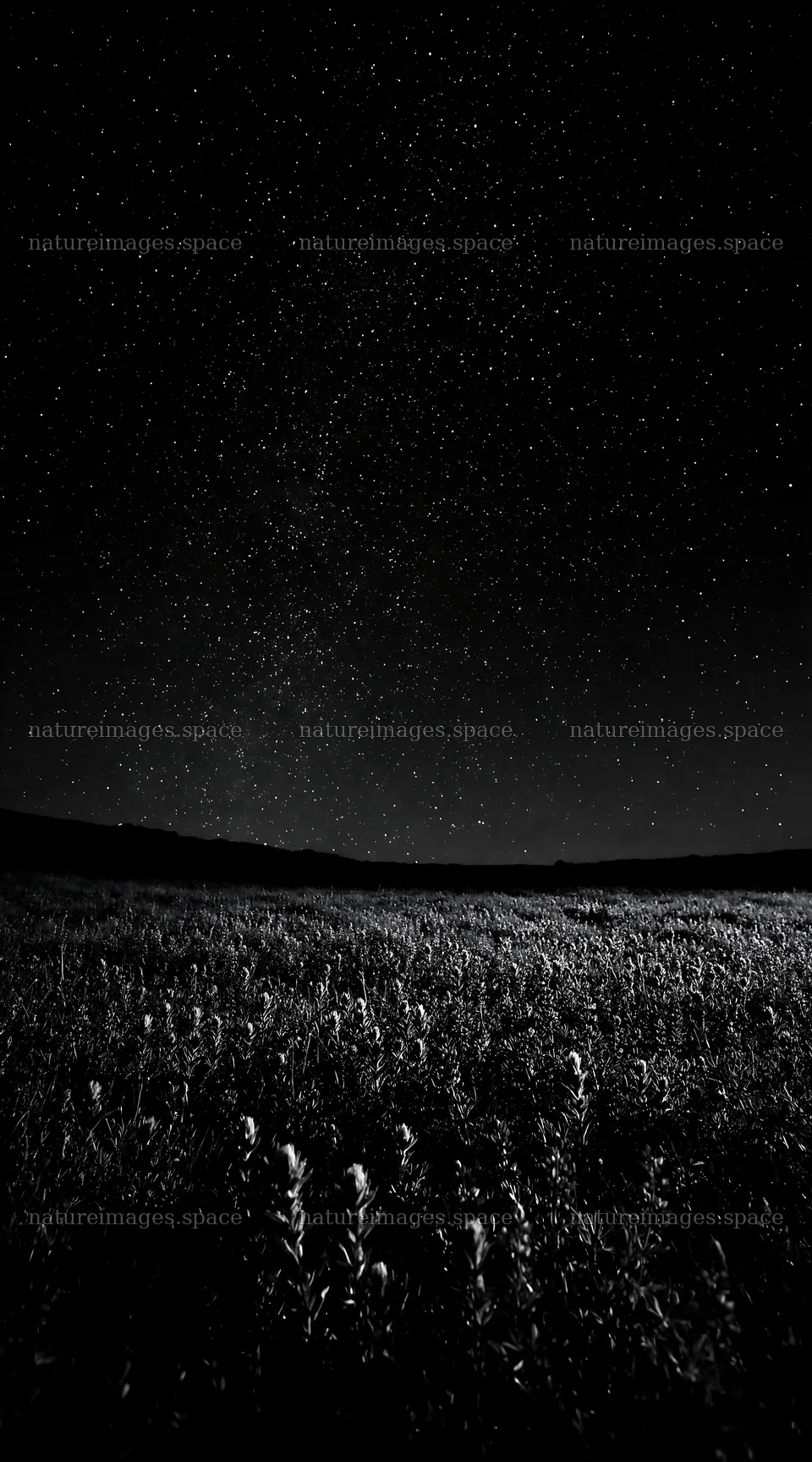 Paintbrush lupine meadow under the night sky – nature images 5916x10648