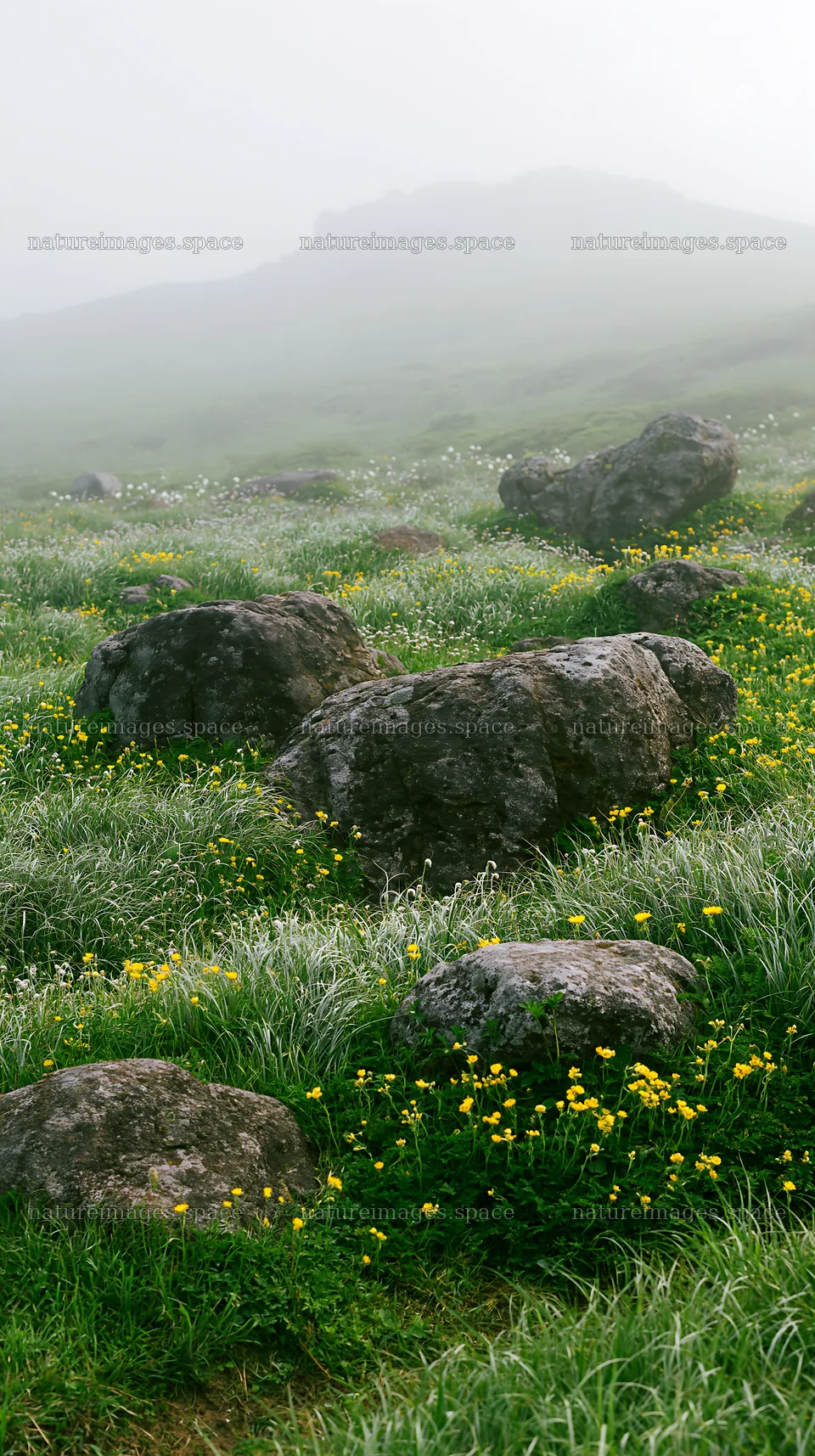Highland meadow with granite stones in Oita – nature images 5938x10608