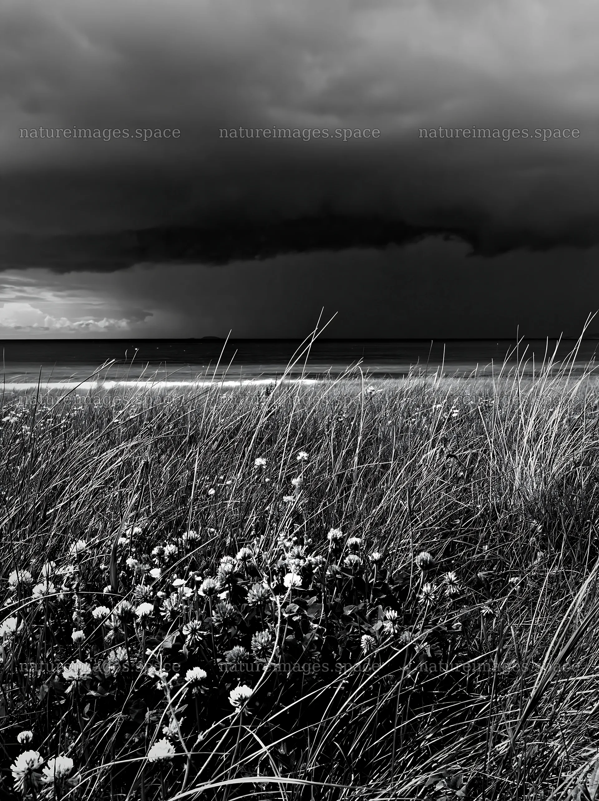 Regenerative meadow with flowers and dark clouds above shore – nature images 6866x9174