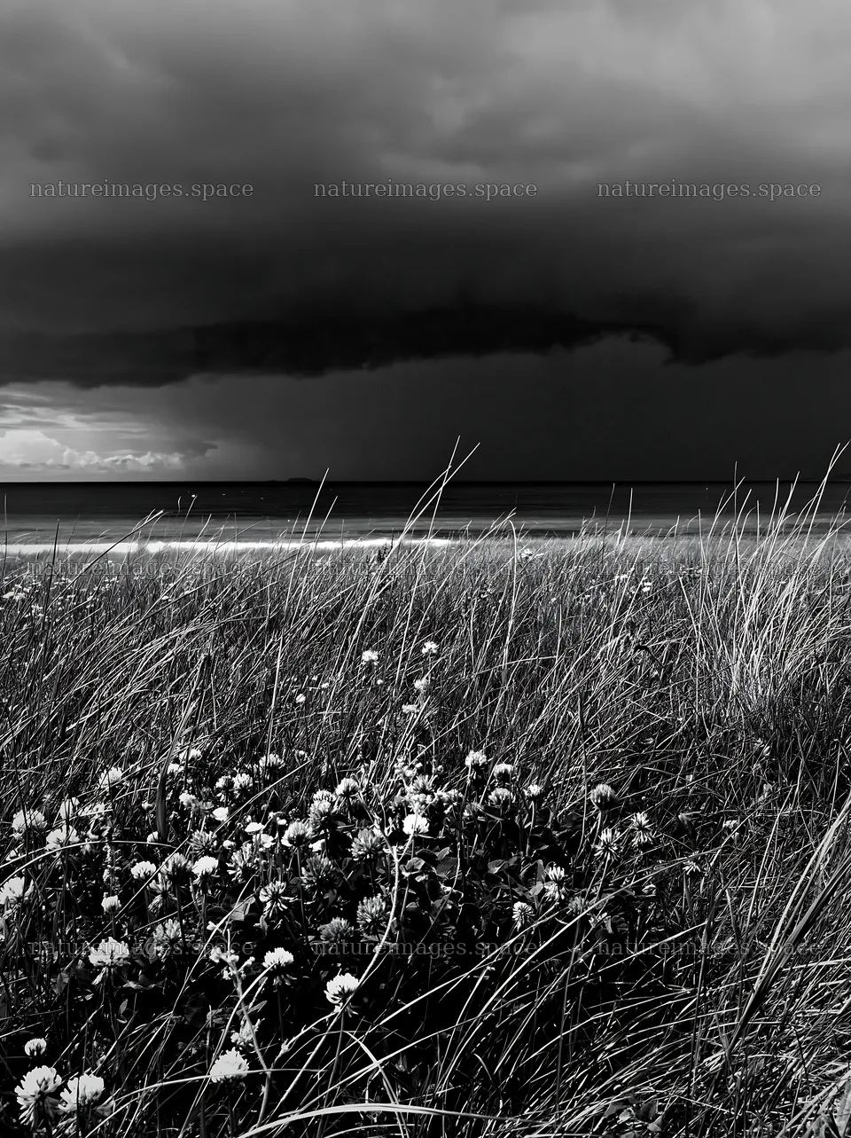 Regenerative meadow with flowers and dark clouds above shore – nature images 6866x9174