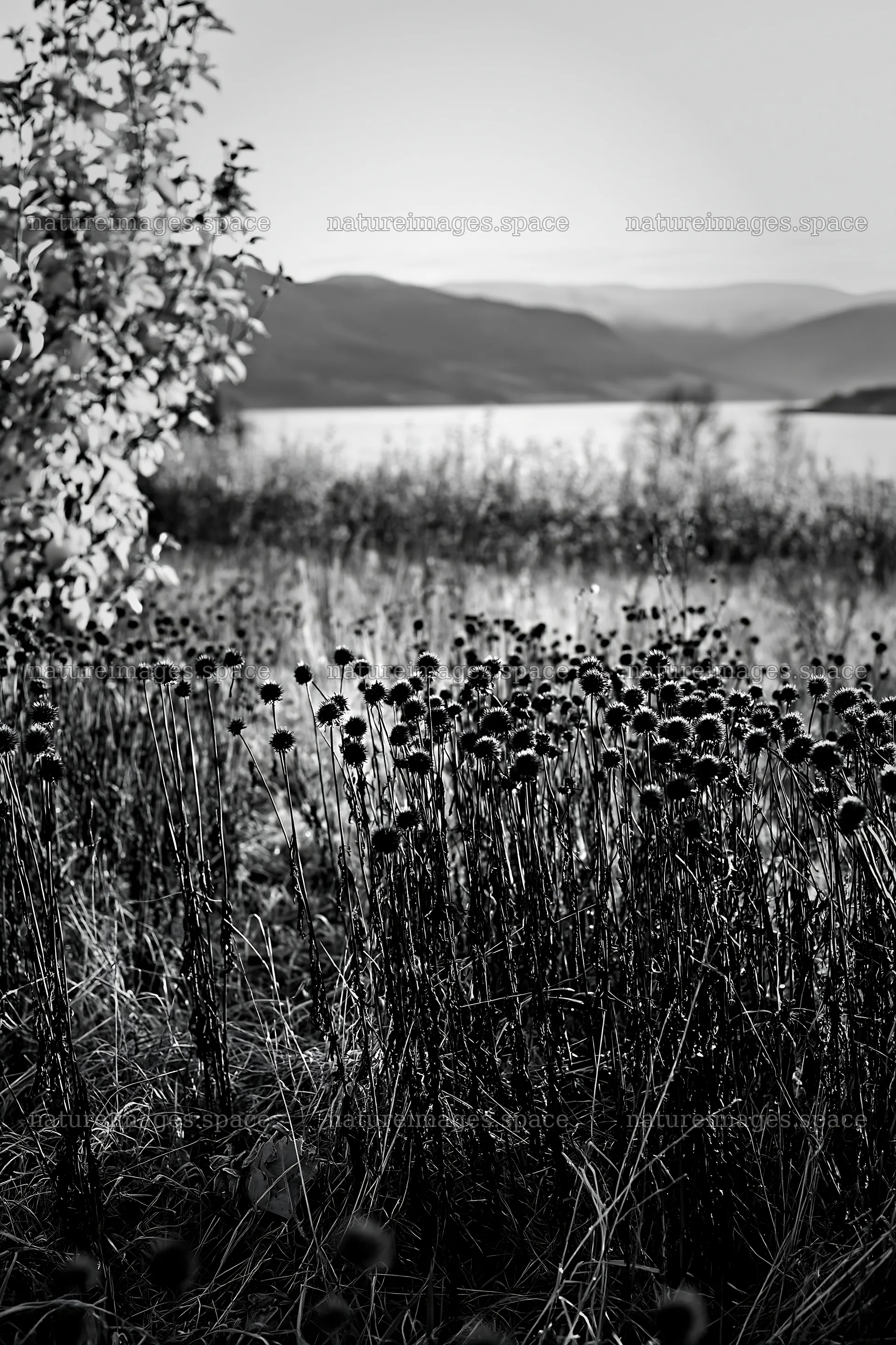 Fjord landscape with meadow and flowers under soft light – nature images 6480x9722