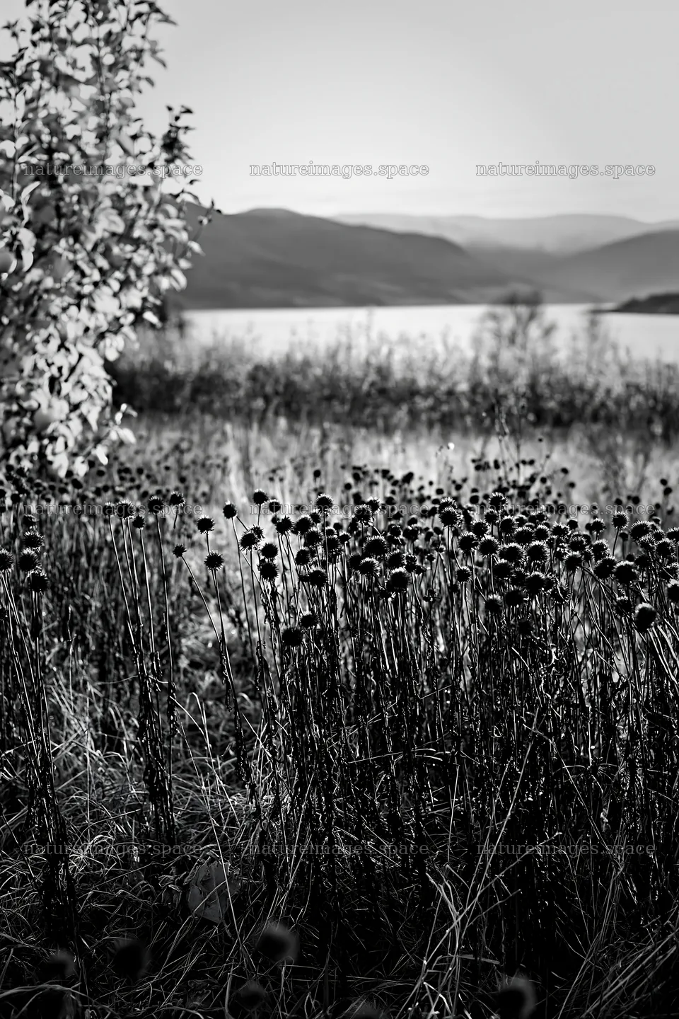 Fjord landscape with meadow and flowers under soft light – nature images 6480x9722